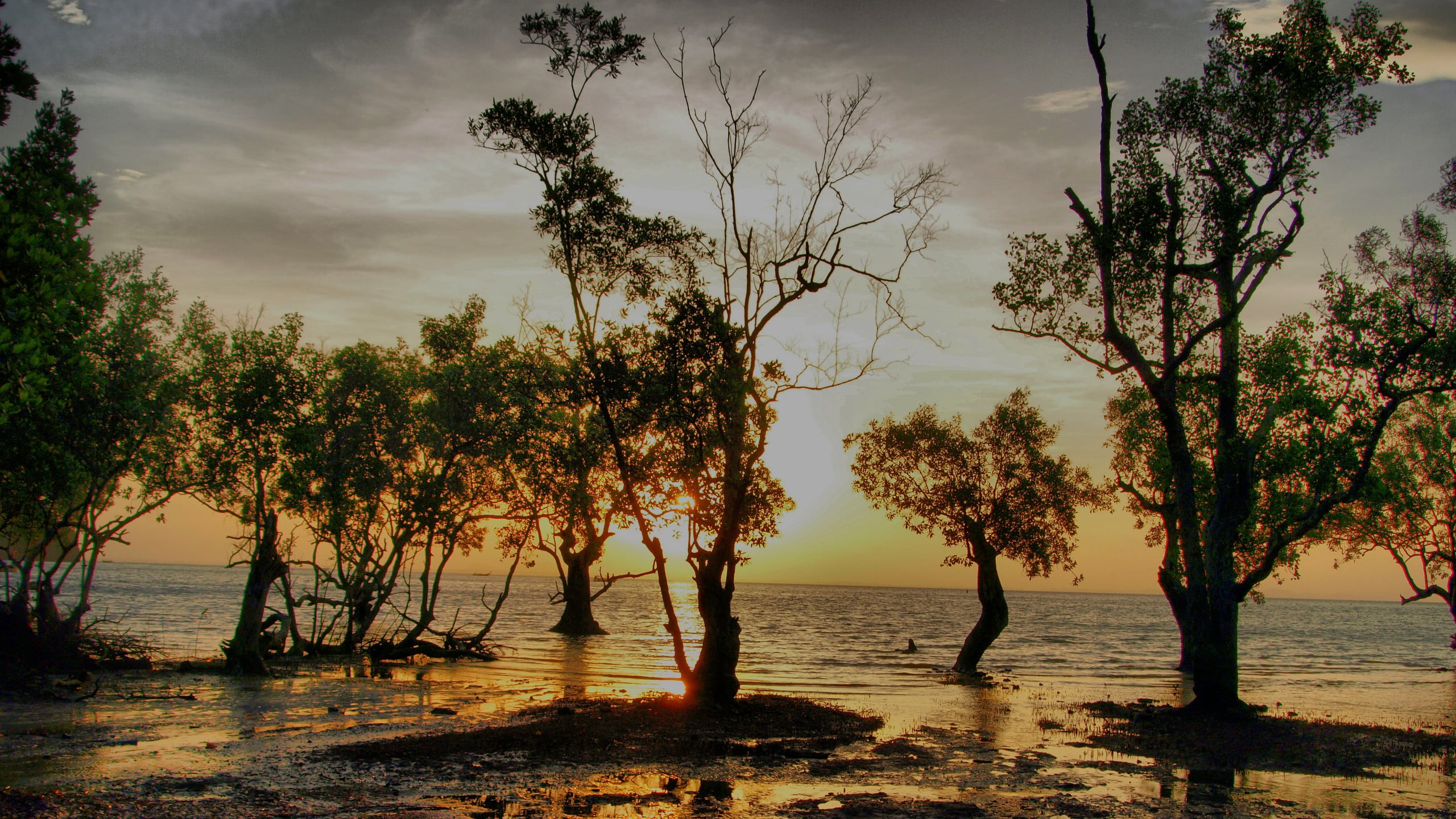tranquil scene, nature, idyllic, no people, cloud - sky, silhouette, non-urban scene, land, water, outdoors, Thailand, beach, growth, tree, sea, plant, HD Wallpaper