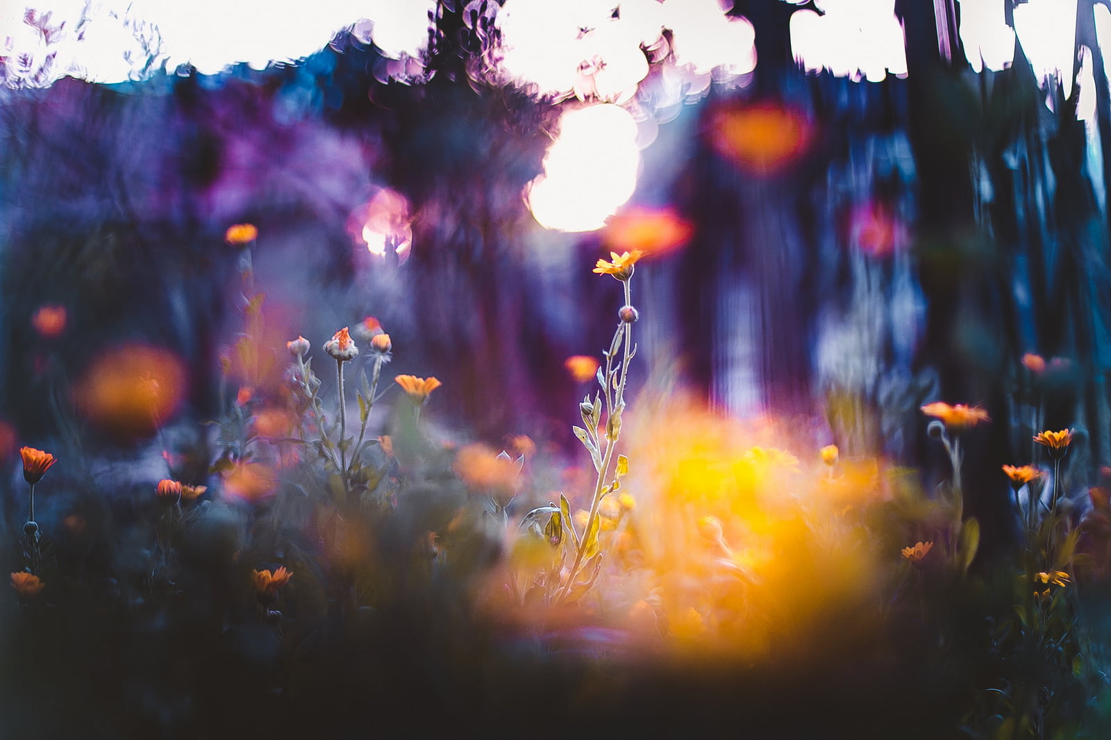 720P, flower, field, outdoors, sunset, day, plant, freshness, tranquility, growth, close-up, retouch, sunlight, nature, vulnerability, widescreen, selective focus, HD Wallpaper