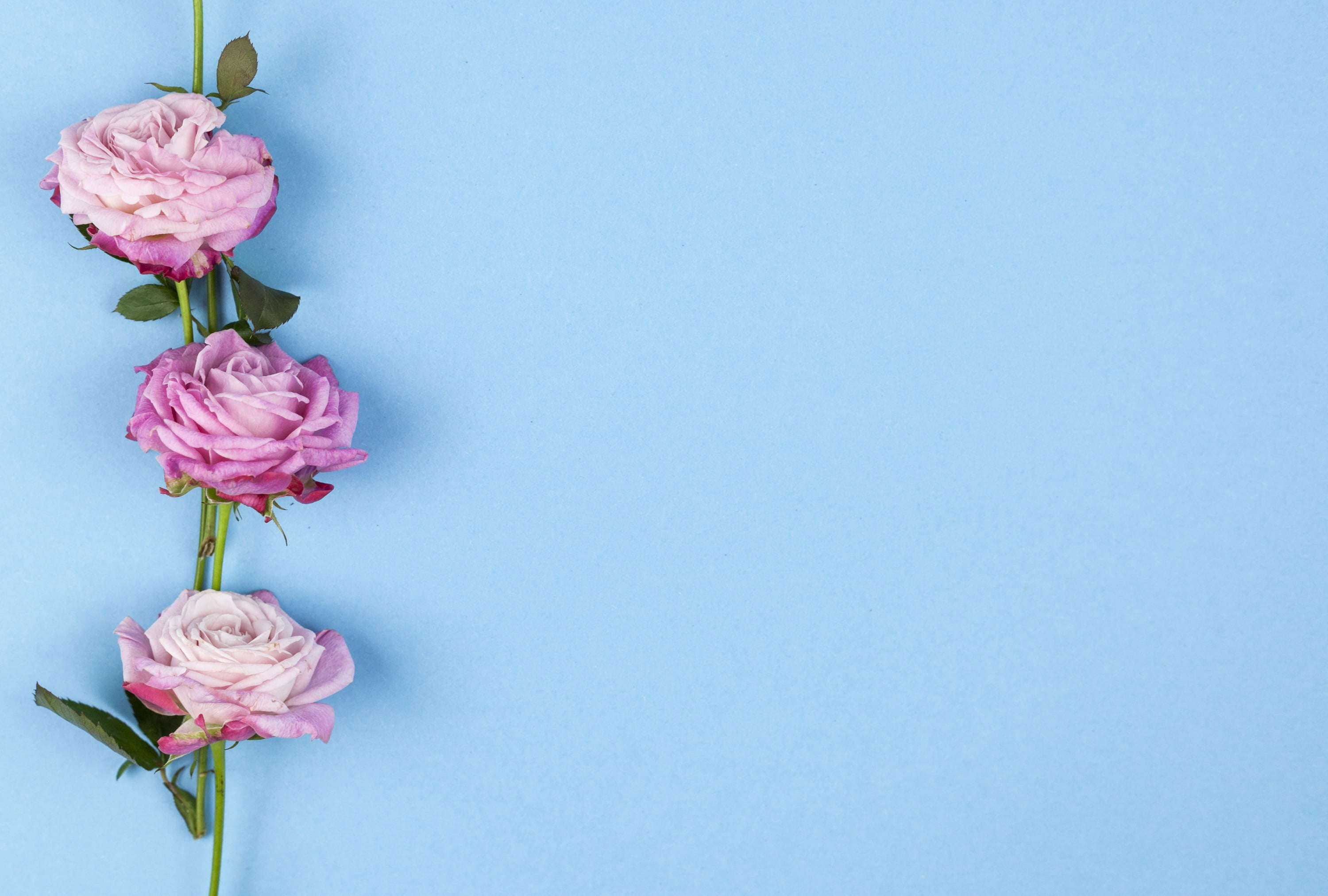 blue background, flowers, pink, roses, 2K, beautiful, HD Wallpaper