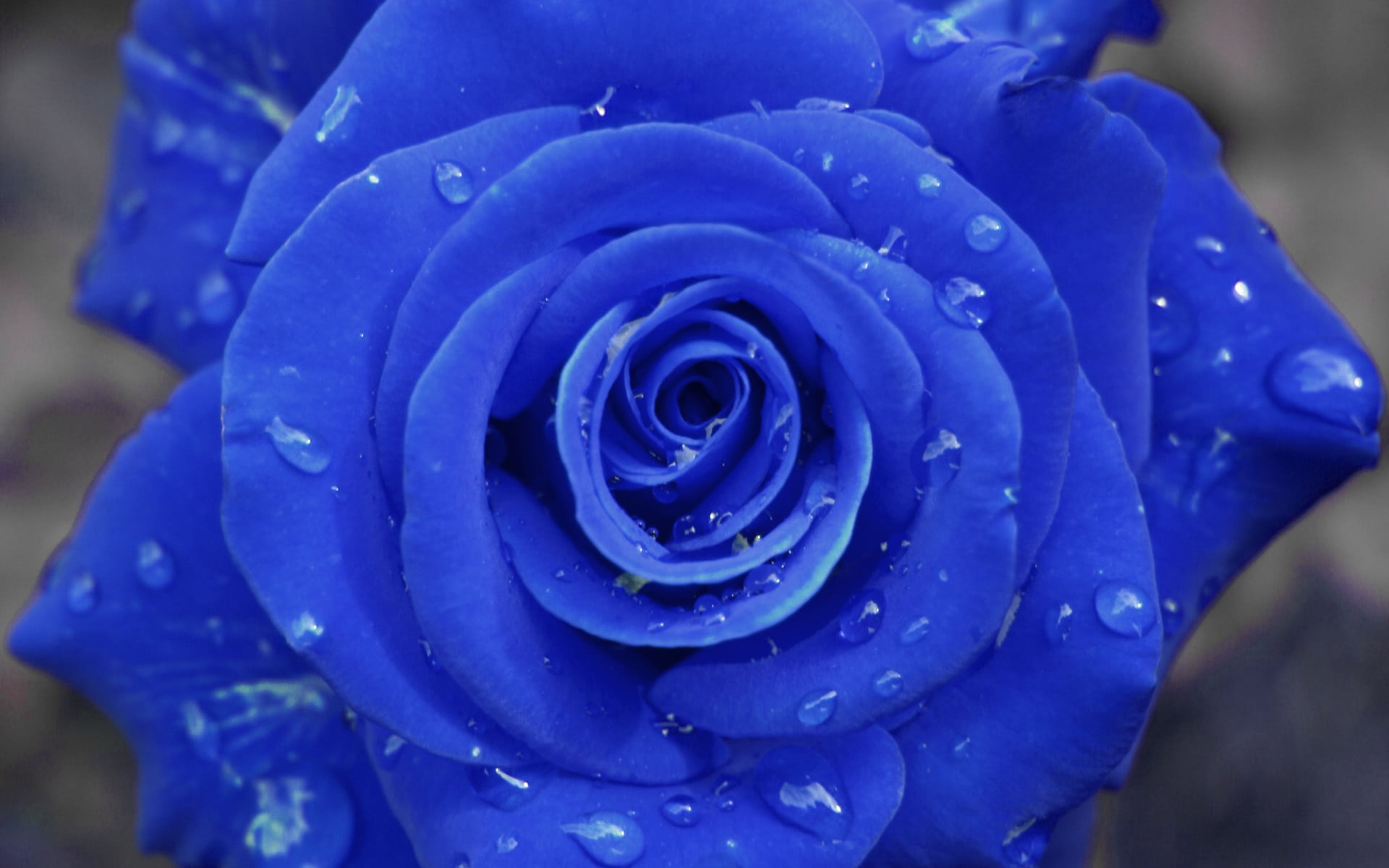 wet, Nature, freshness, purple, rose - flower, flower head, rain, Flowers, purity, beauty in nature, petal, dew, raindrop, water, plant, fragility, flower, HD Wallpaper