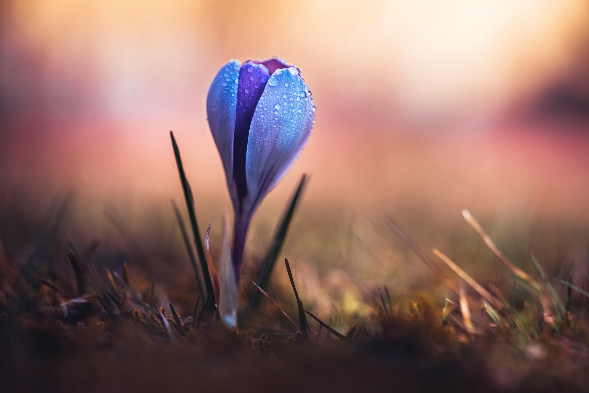 blue flowers, macro, plants, 1080P, flowers, water drops, HD Wallpaper