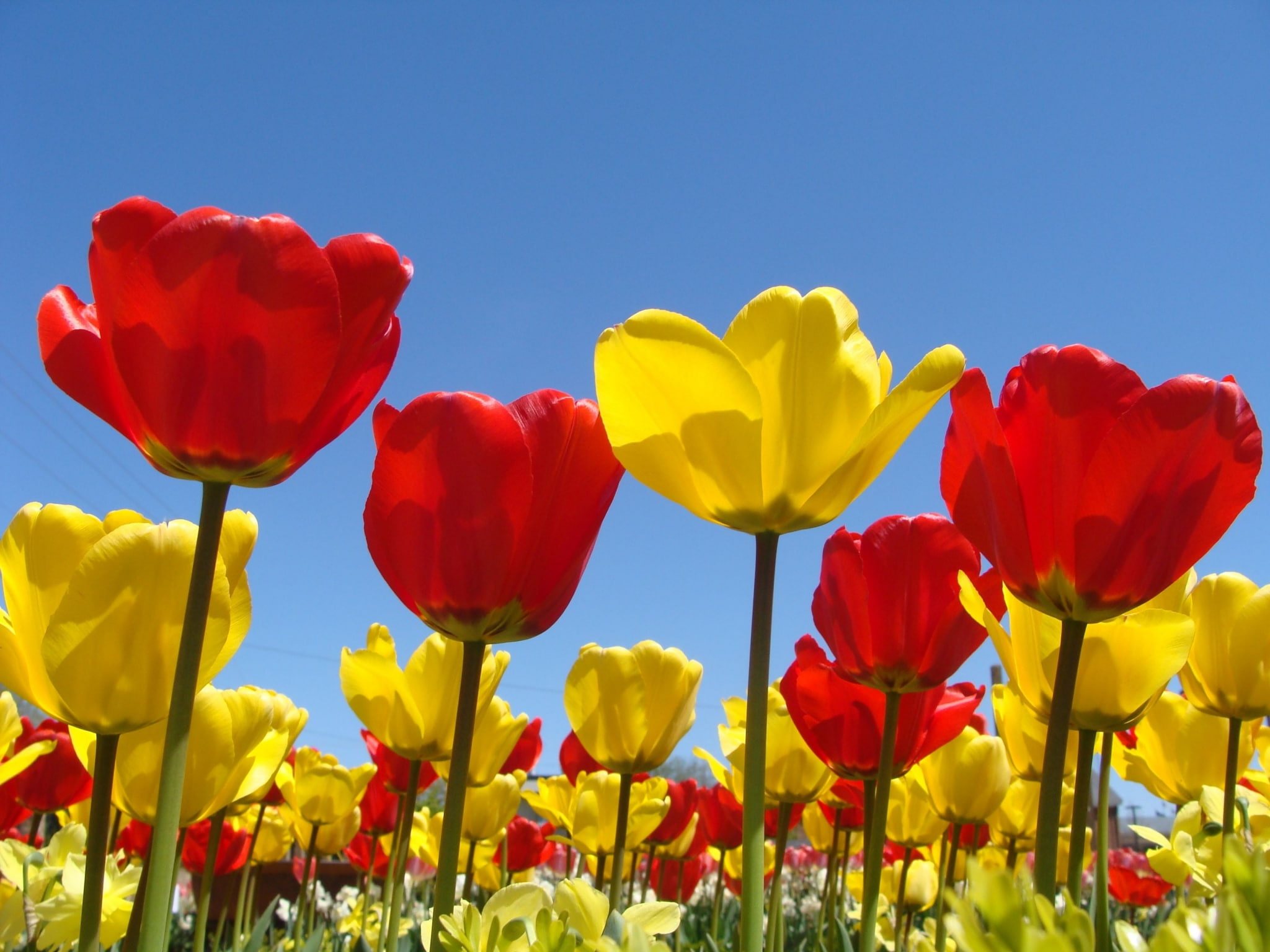 multi colored, sky, no people, spring  high resolution, nature, plant, petal, inflorescence, tulip, freshness, fragility, yellow, flowerbed, springtime, HD Wallpaper