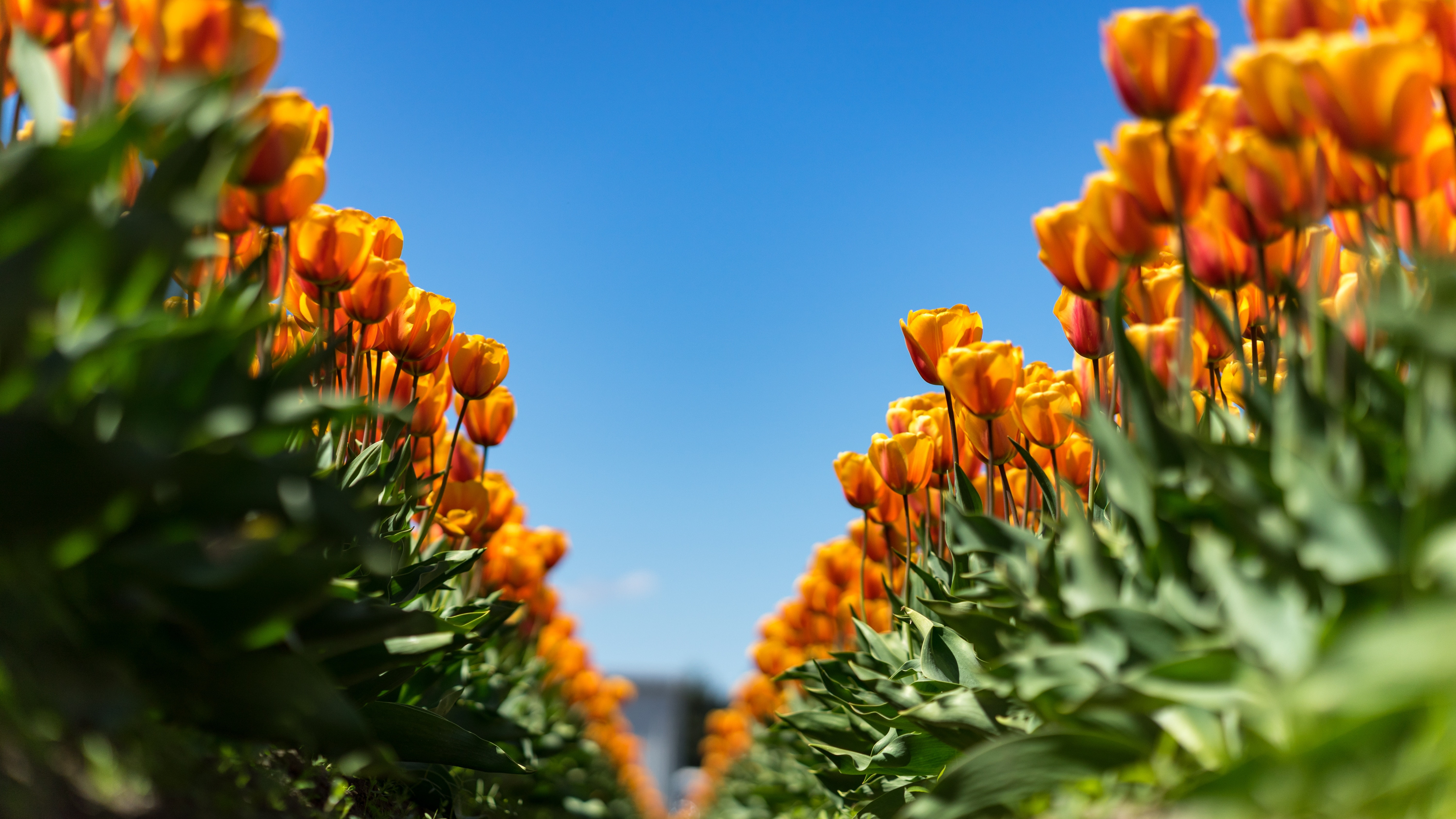 blue, green, flowers, 5K, plants, sky, tulips, HD Wallpaper
