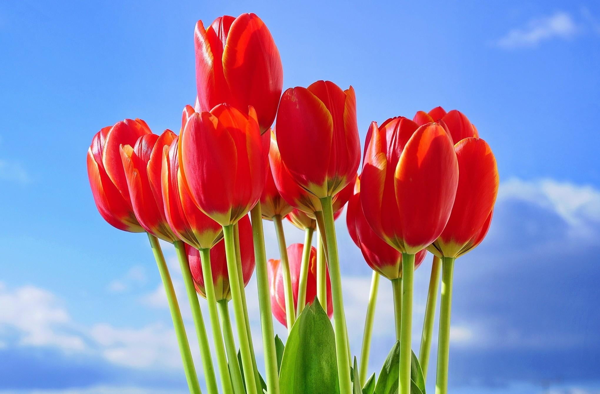 sunlight, inflorescence, tulips, no People, sky, colors, outdoors, flower, flowers, plant, flower arrangement, close-up, flowerbed, fragility, multi Colored, HD Wallpaper