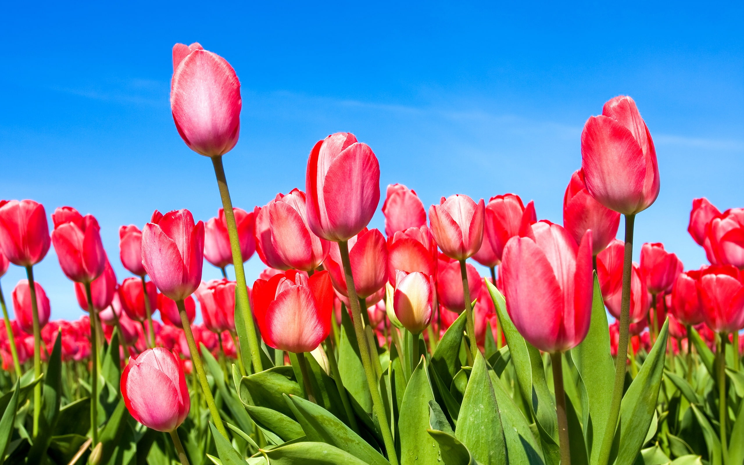 Tulip, 2K, tulips, Red, Sky, Blue, HD Wallpaper