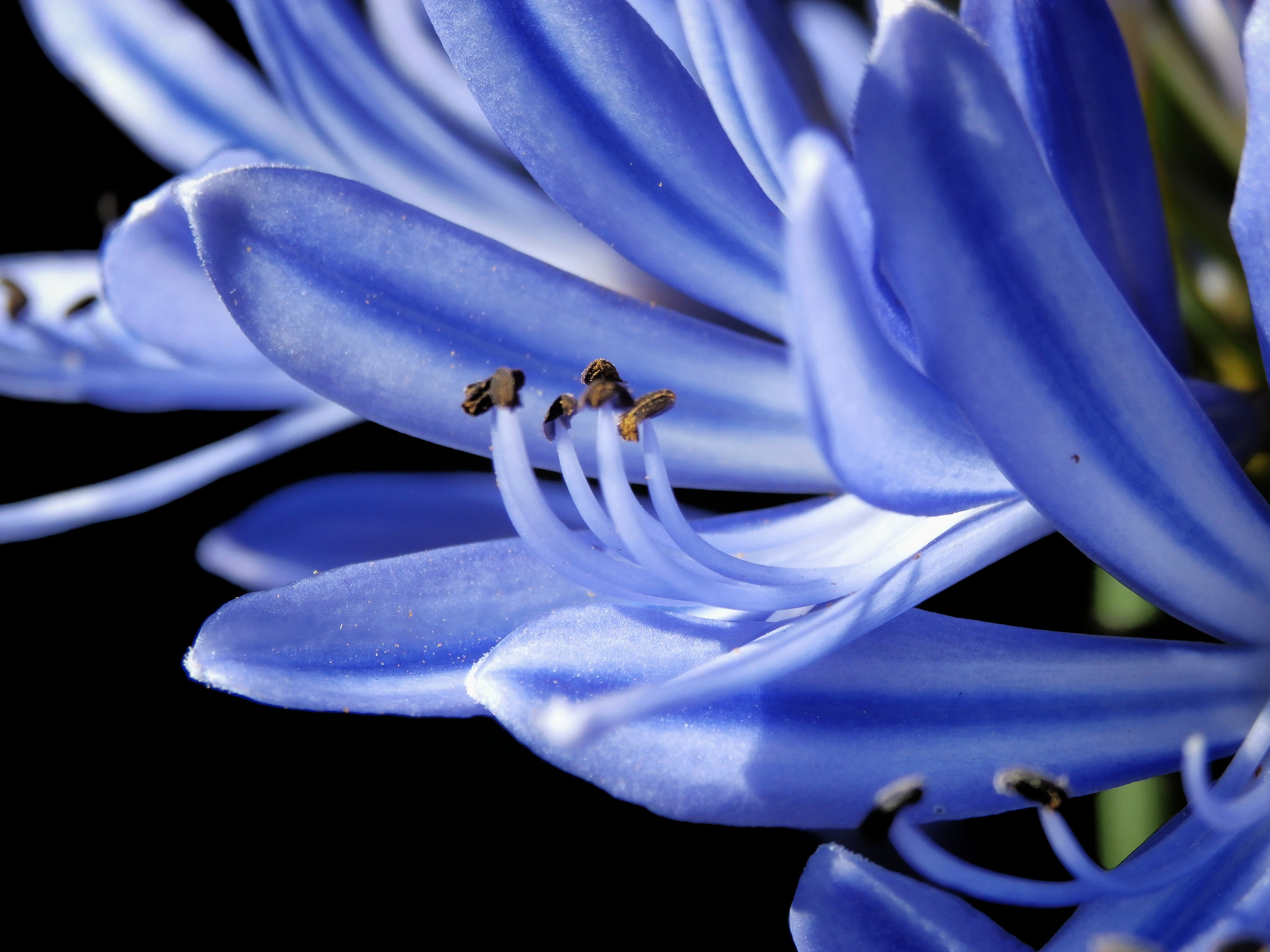 freshness, plant, macro, softness, close-up, stamen, pollination, pollen, blue, flower head, blossom, bluish, invertebrate, purple, flowers, springtime, HD Wallpaper