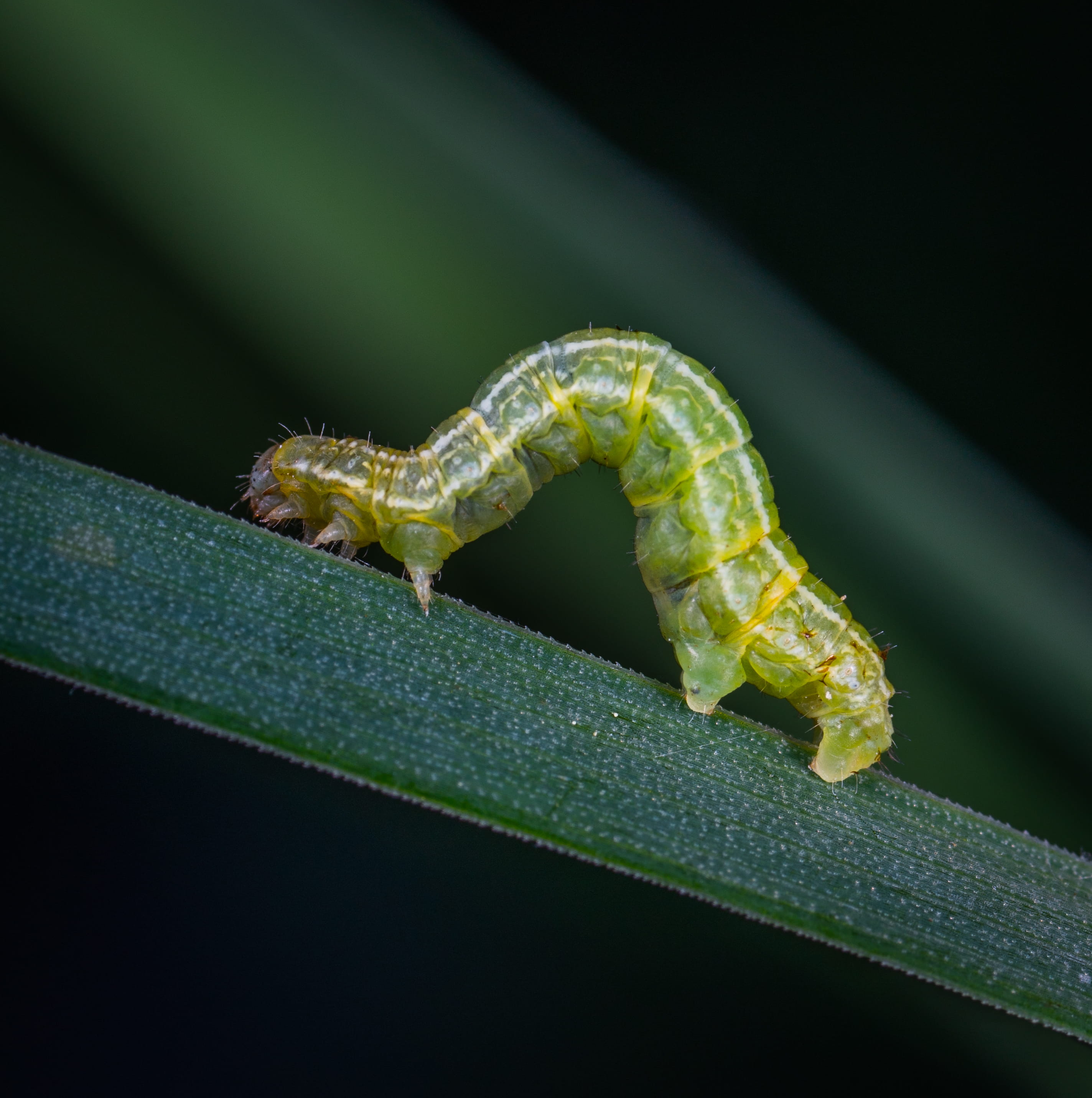 shallow, macro, animal body part, animal themes, animals in the wild, entomology, metamorphism, lizard, butterfly, worm, metamorphosis, pest, animal wildlife, Phone HD Wallpaper