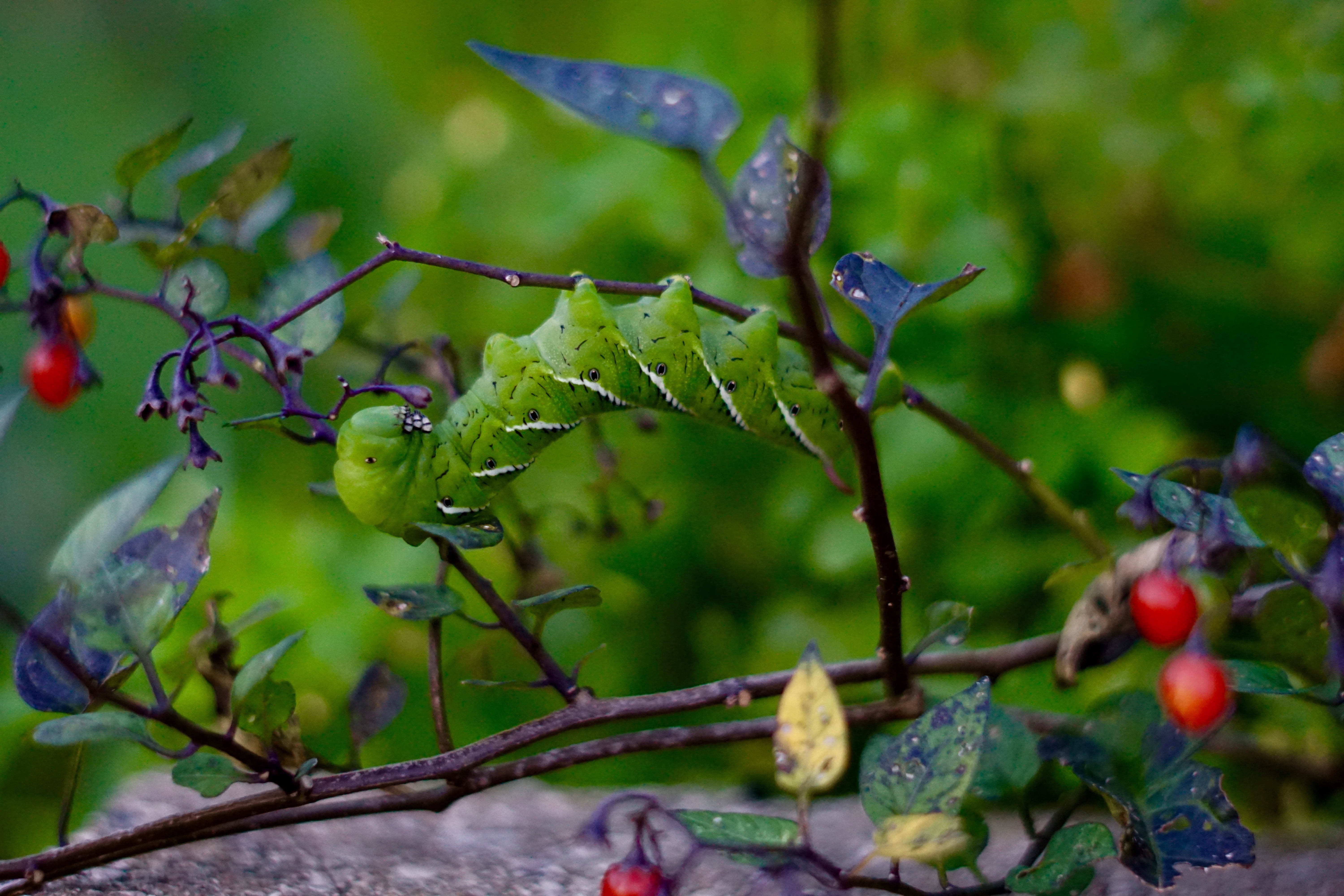 food and drink, Bug, beauty in nature, leaf, growth, critter, wellbeing, lepidoptera, papilio, no people, butterfly, Berries, close-up, freshness, ripe, HD Wallpaper