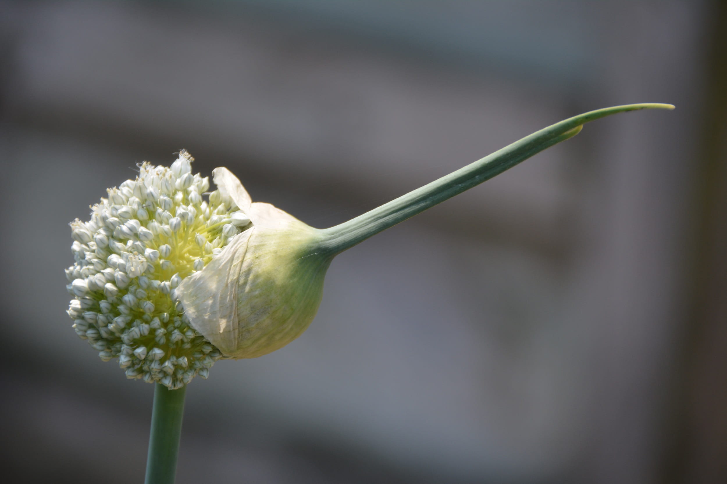 floral, macro, vulnerability, shedding, fragility, purity, allium, focus on foreground, blossom, day, nature, garden, harmony, petal, Flower, plant, close-up, HD Wallpaper