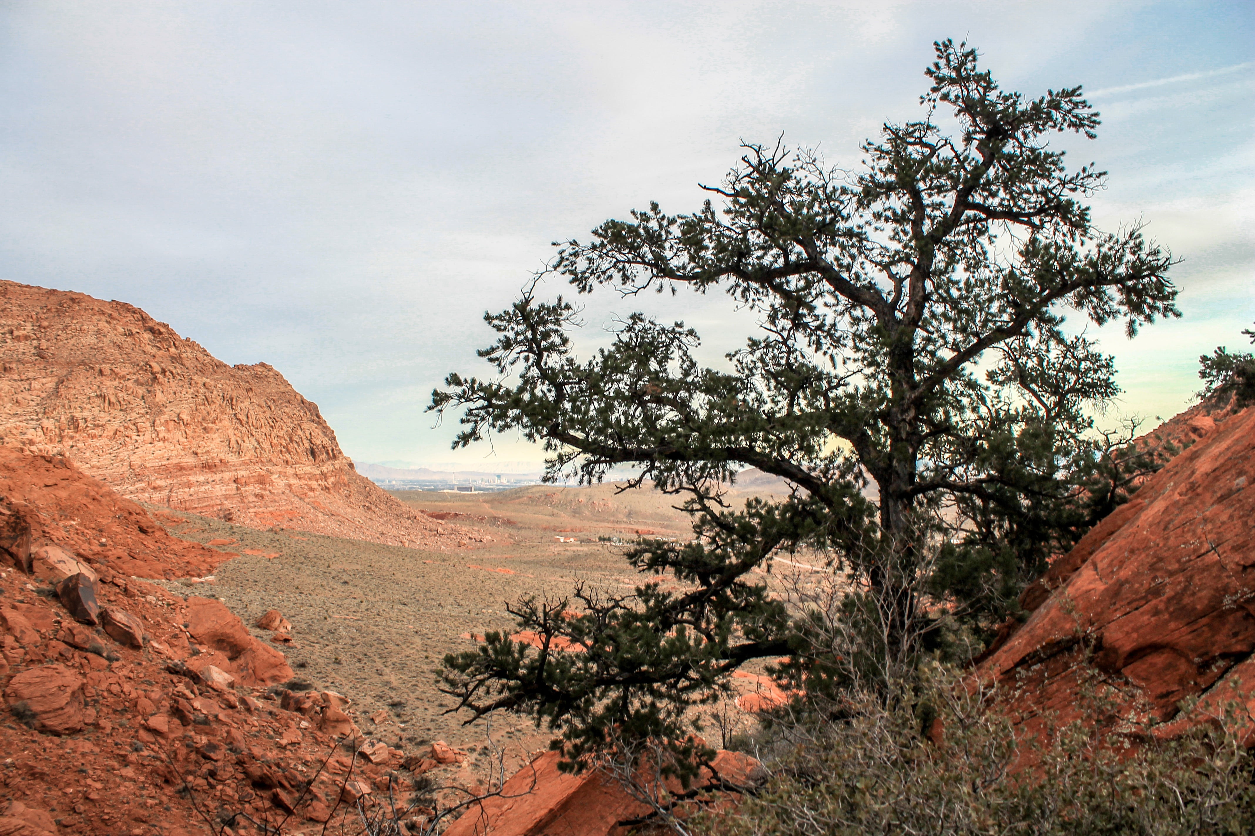 desert, las vegas, canyon, layer, formation, navajo, america, landscape, outdoors, rock, national, rock formation, tranquil scene, tree, strata, plant, HD Wallpaper
