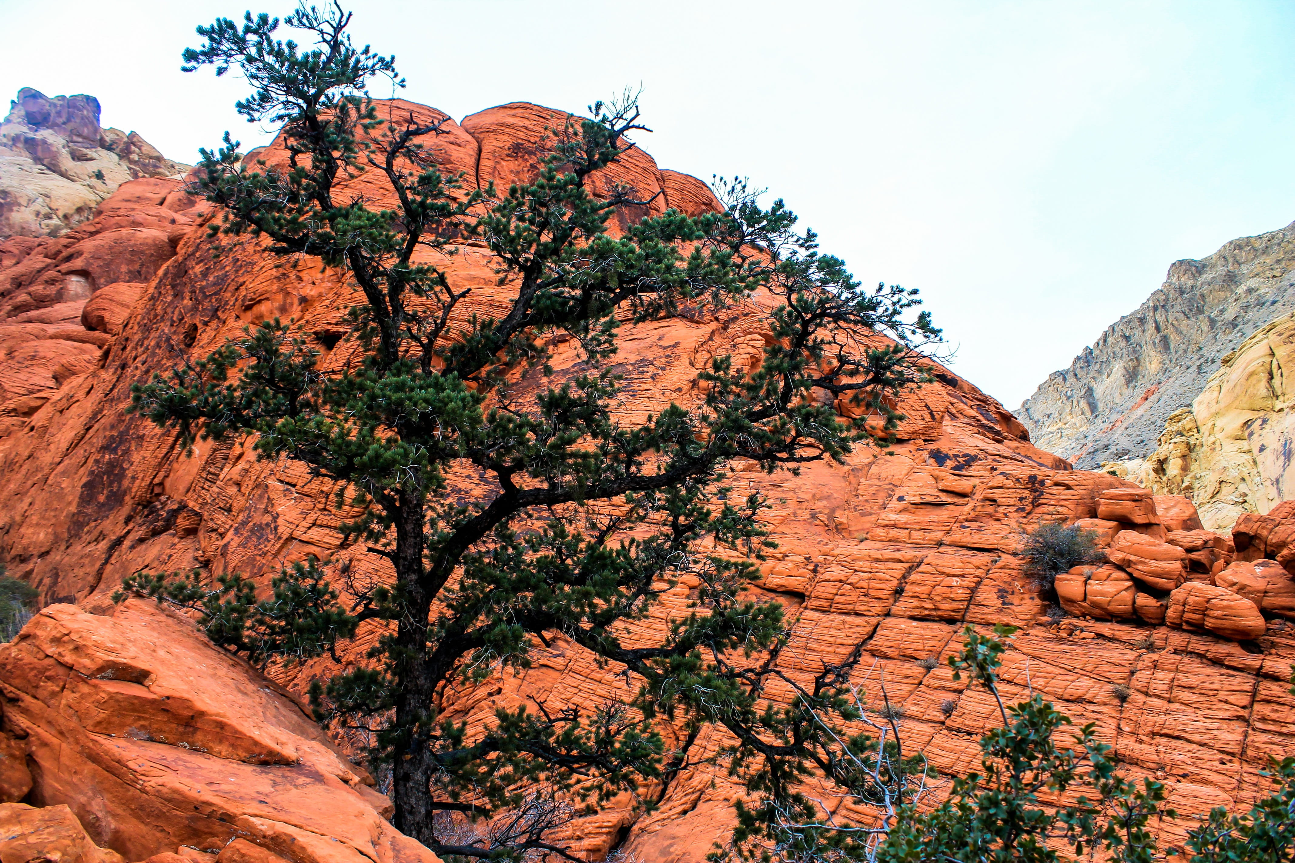 canyon, strata, travel, stone, colorado, rock formation, tourism, wall, tranquil scene, National, 4K, park, america, landscape, geology, plant, rock, scenic, HD Wallpaper