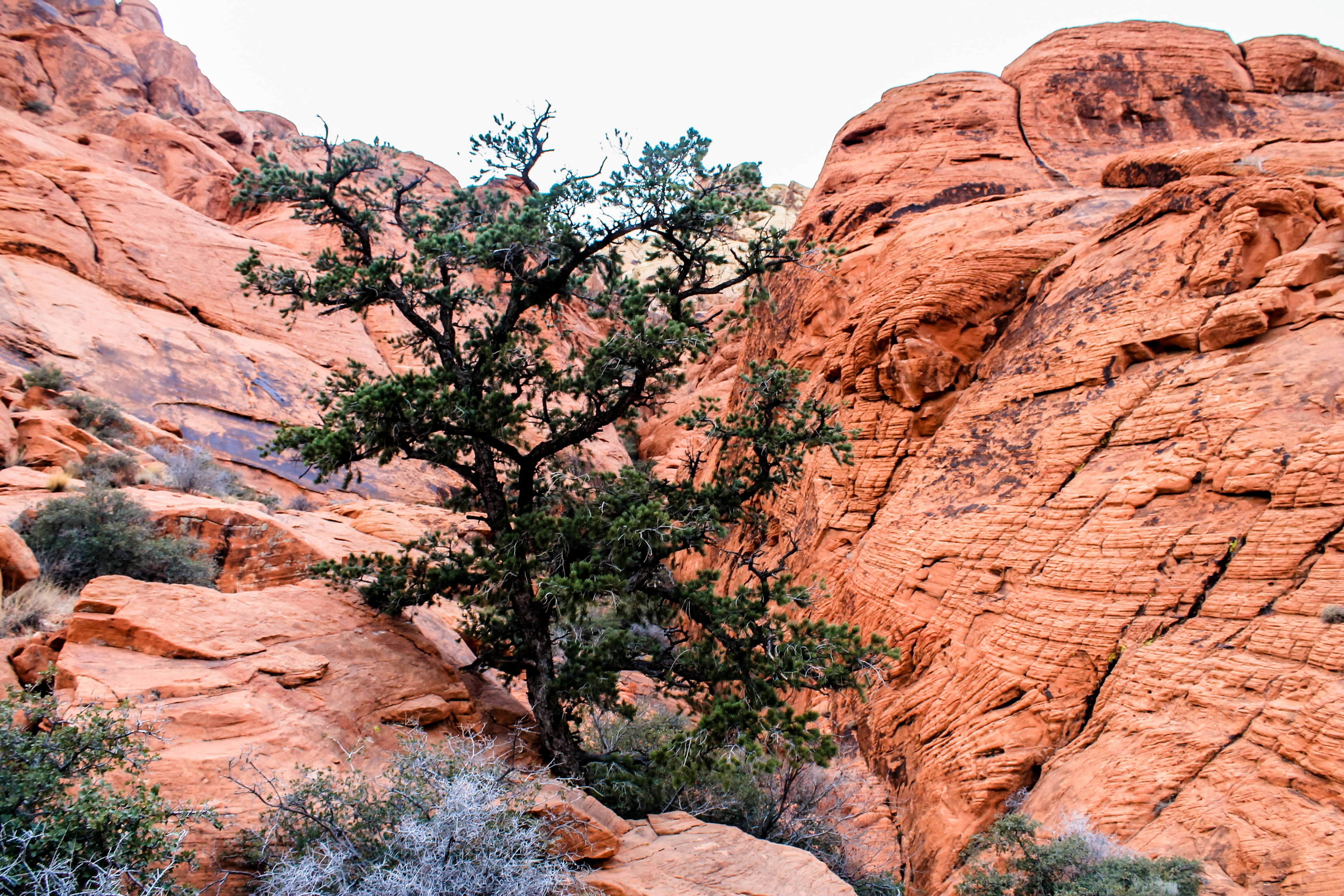 stone, travel, colorado, tree, structure, mountain, plant, rock, navajo, scenics, outdoors, desert, nature, rock formation, landscape, solid, scenic, travel destinations, HD Wallpaper