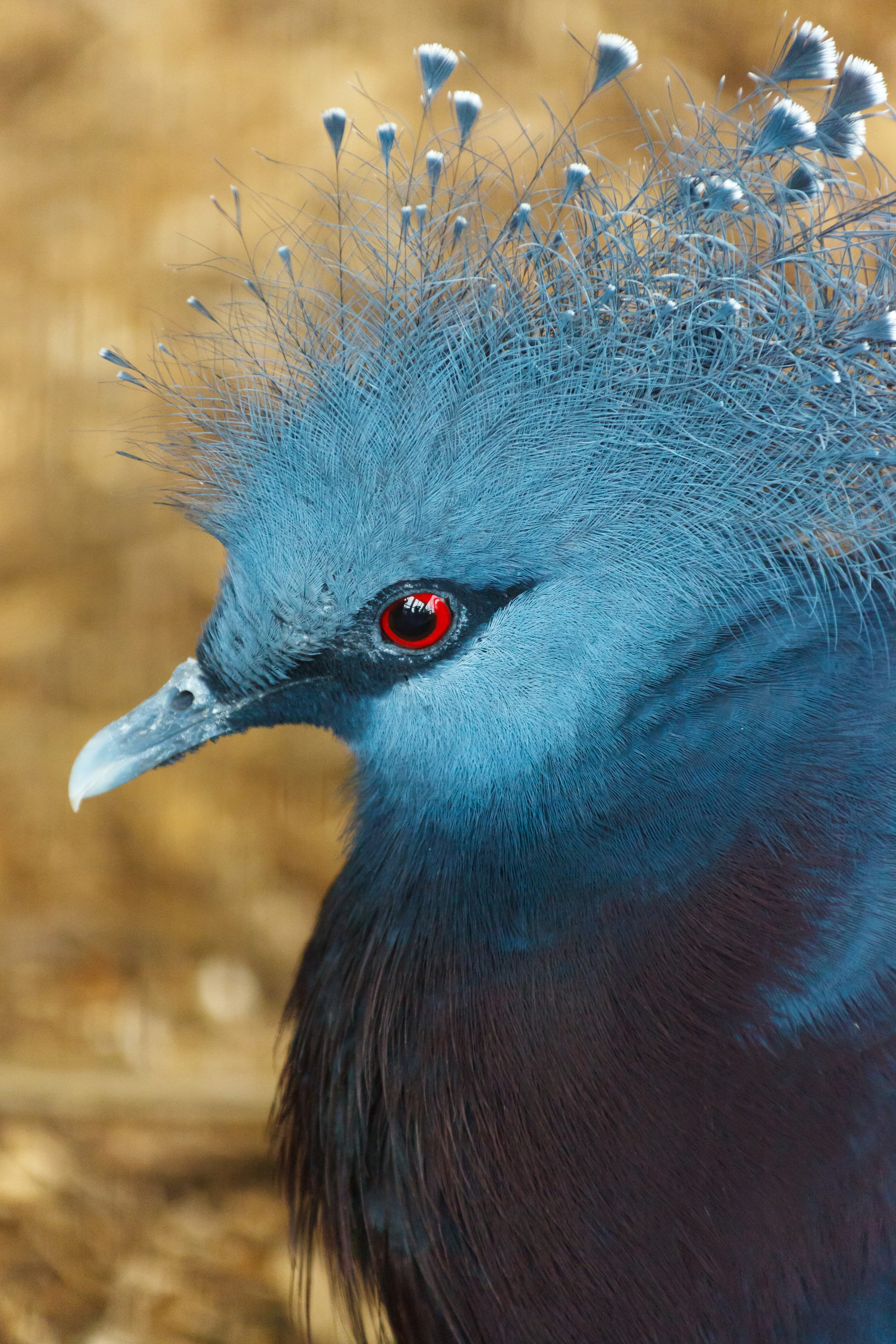 dove, feather, animal wildlife, eye, focus on foreground, close, victoria, crown, bird, plumage, bidrd, animal eye, animal body part, day, head, blue, animal head, Phone HD Wallpaper