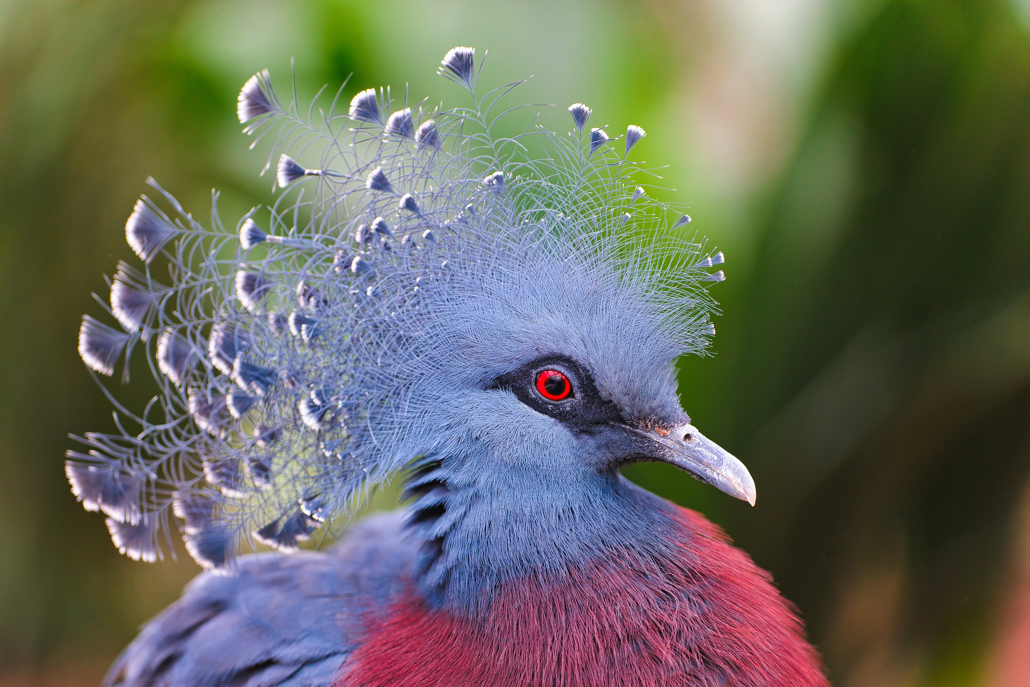 4K, feather, beauty in nature, outdoors, Victoria Crowned Pigeon, crowned pigeon, vertebrate, nature, bird, animal wildlife, beak, animal eye, feathers, HD Wallpaper