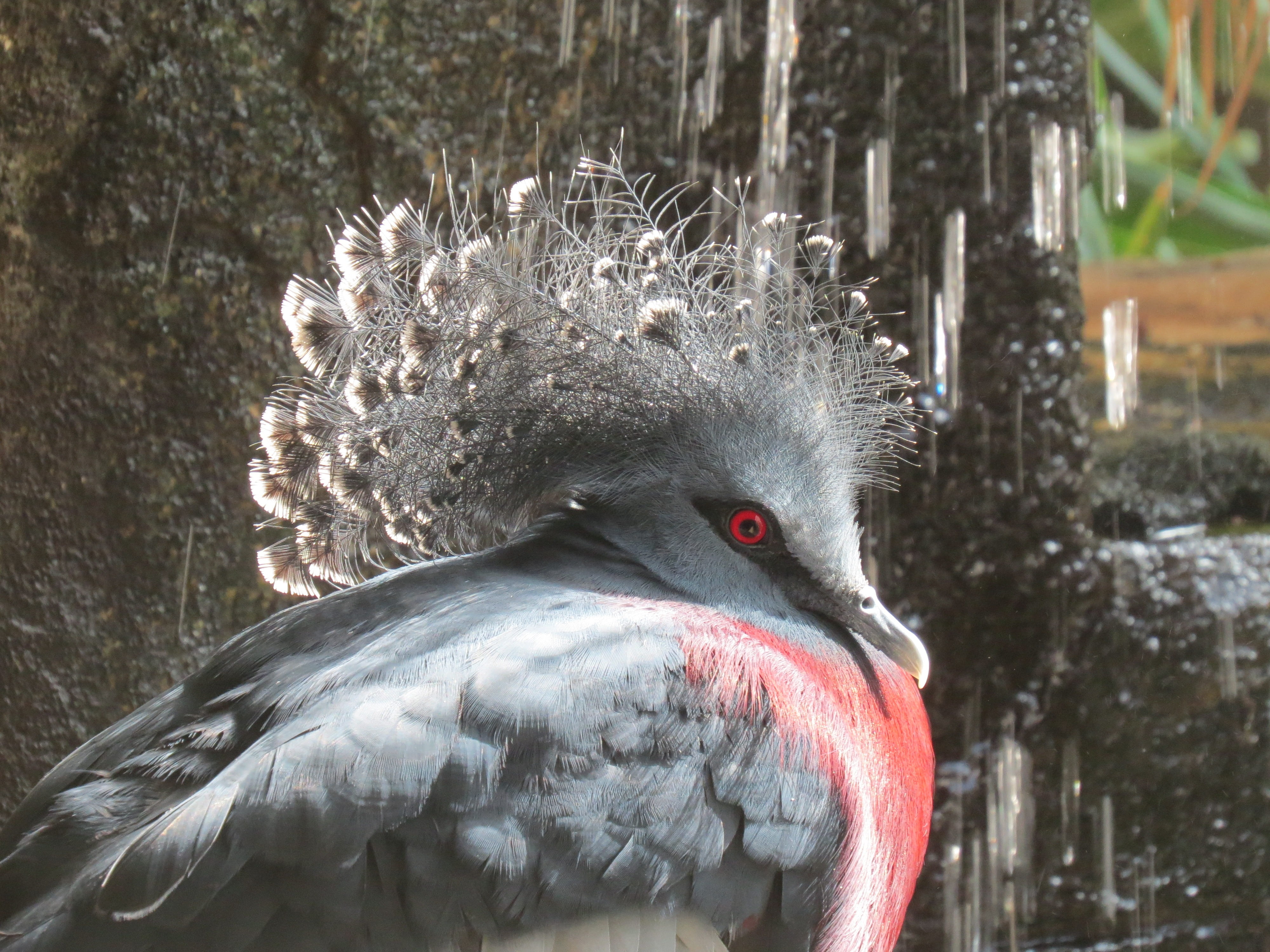 close-up, observation, rainforest, victoria crowned pigeon, zoology, sunlight, environment, outdoor, migratory, gray, ecology, animal wildlife, wing, vertebrate, HD Wallpaper