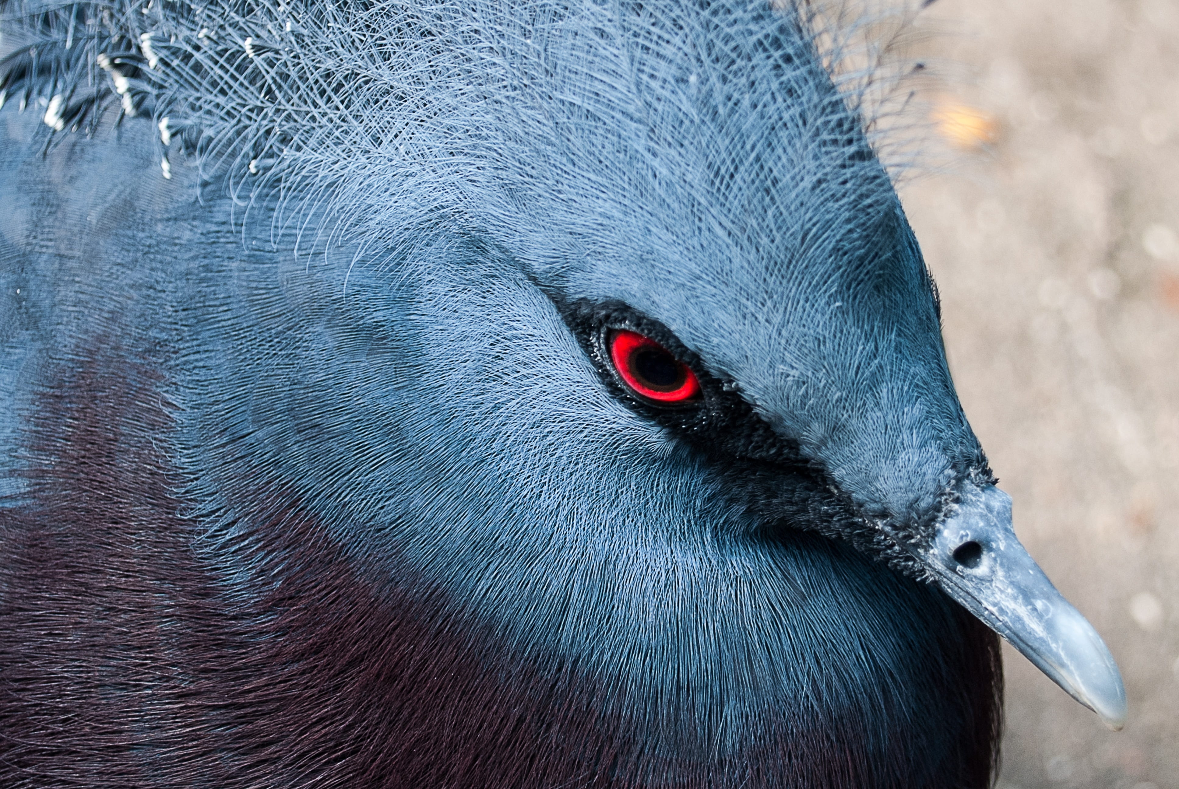 animals in the wild, outdoors, crown, fan-deaf, animal, animal wildlife, close-up, profile view, whisker, no people, 4K, day, colorful, beak, eye, one animal, HD Wallpaper