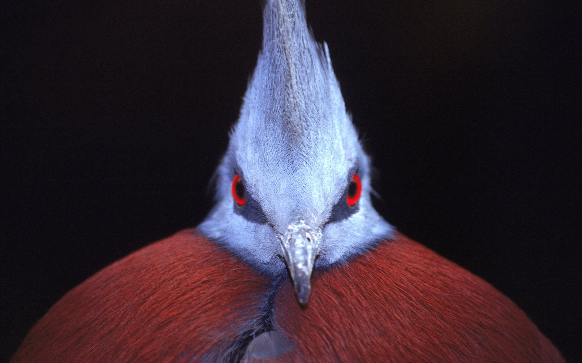 Birds, 1080P, Victoria Crowned Pigeon, HD Wallpaper