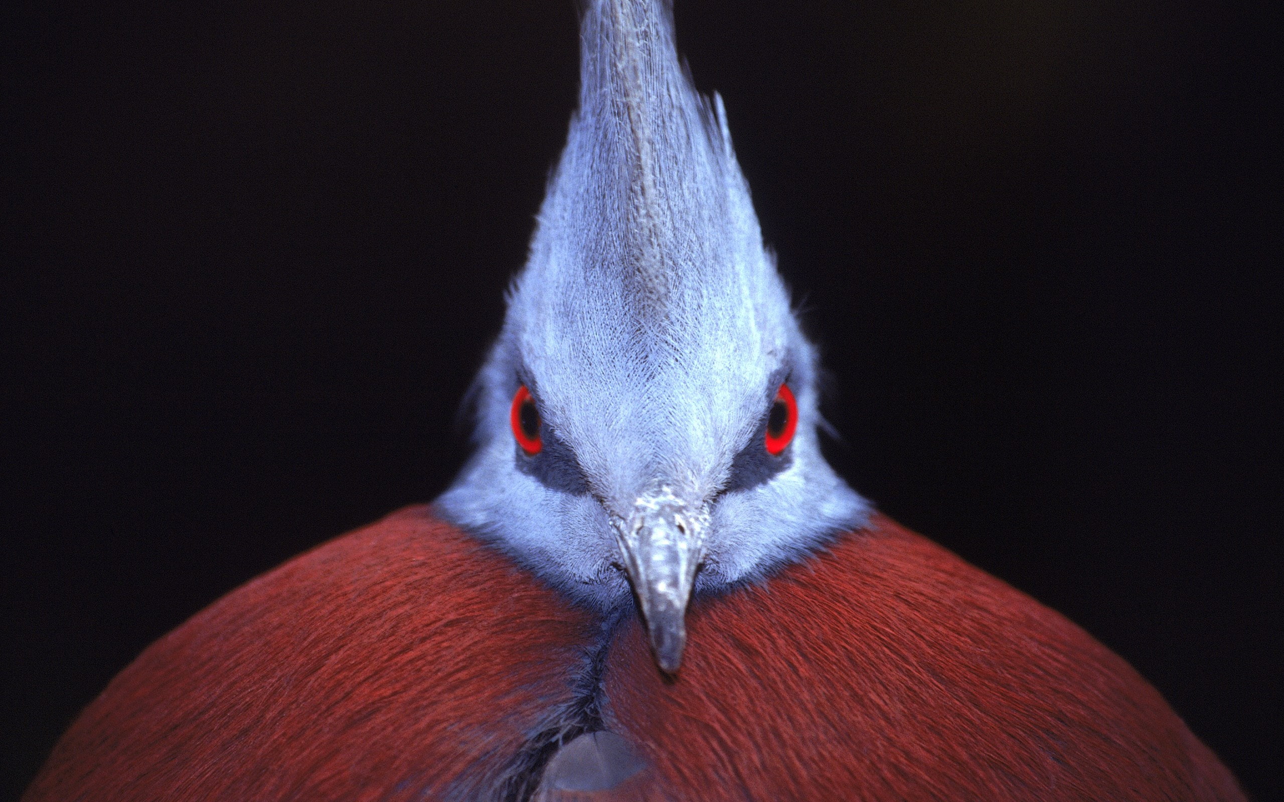 bird, animal eye, 2K, vertebrate, no people, beak, portrait, indoors, close-up, aggression, animal wildlife, victoria crowned pigeon, red, studio shot, HD Wallpaper