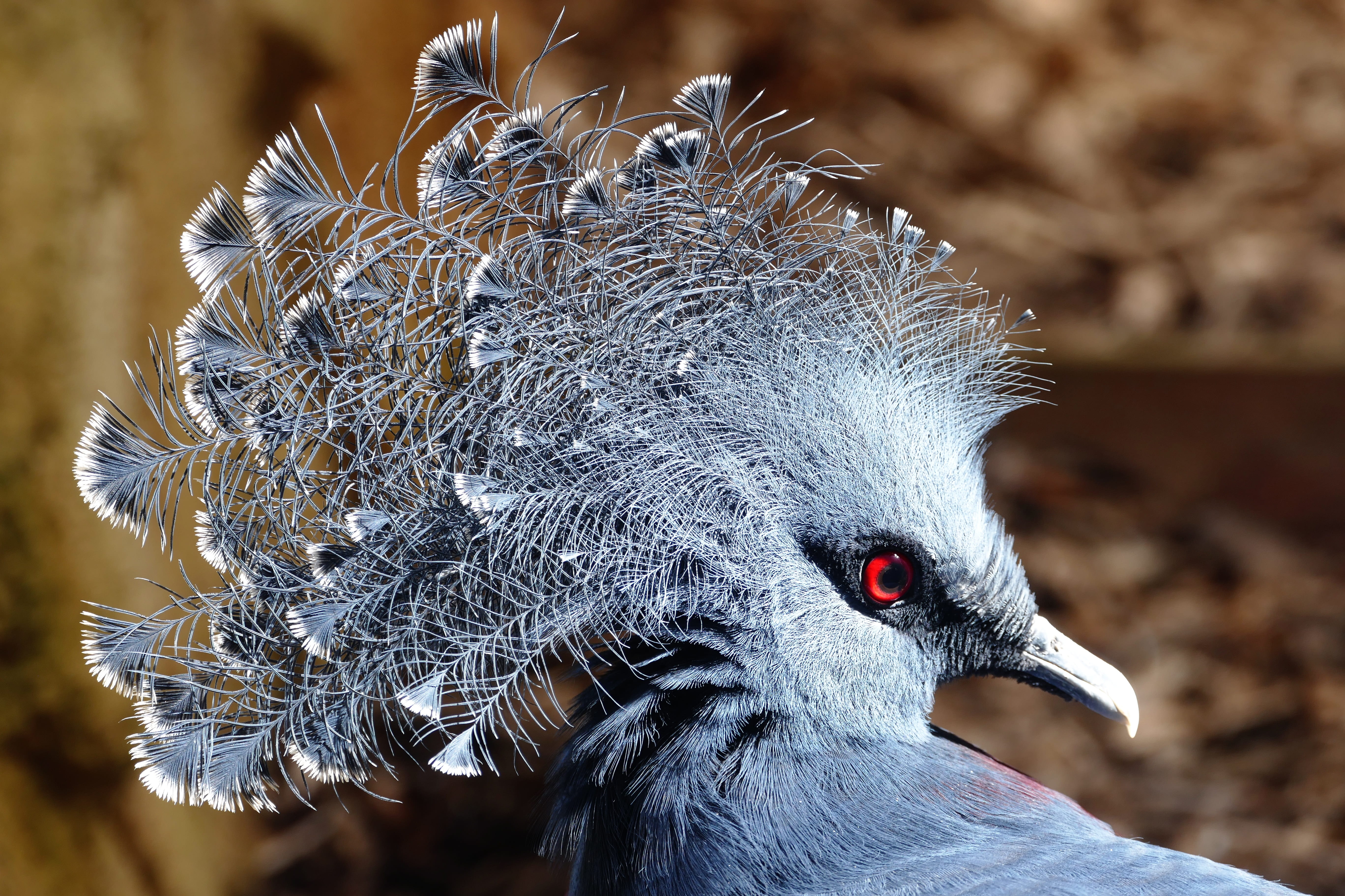crown, vertebrate, beak, portrait, animals crest, crowned pigeon, pigeon, 5K, outdoors, day, animal head, no people, feather, wildlife, peacock, natural, HD Wallpaper