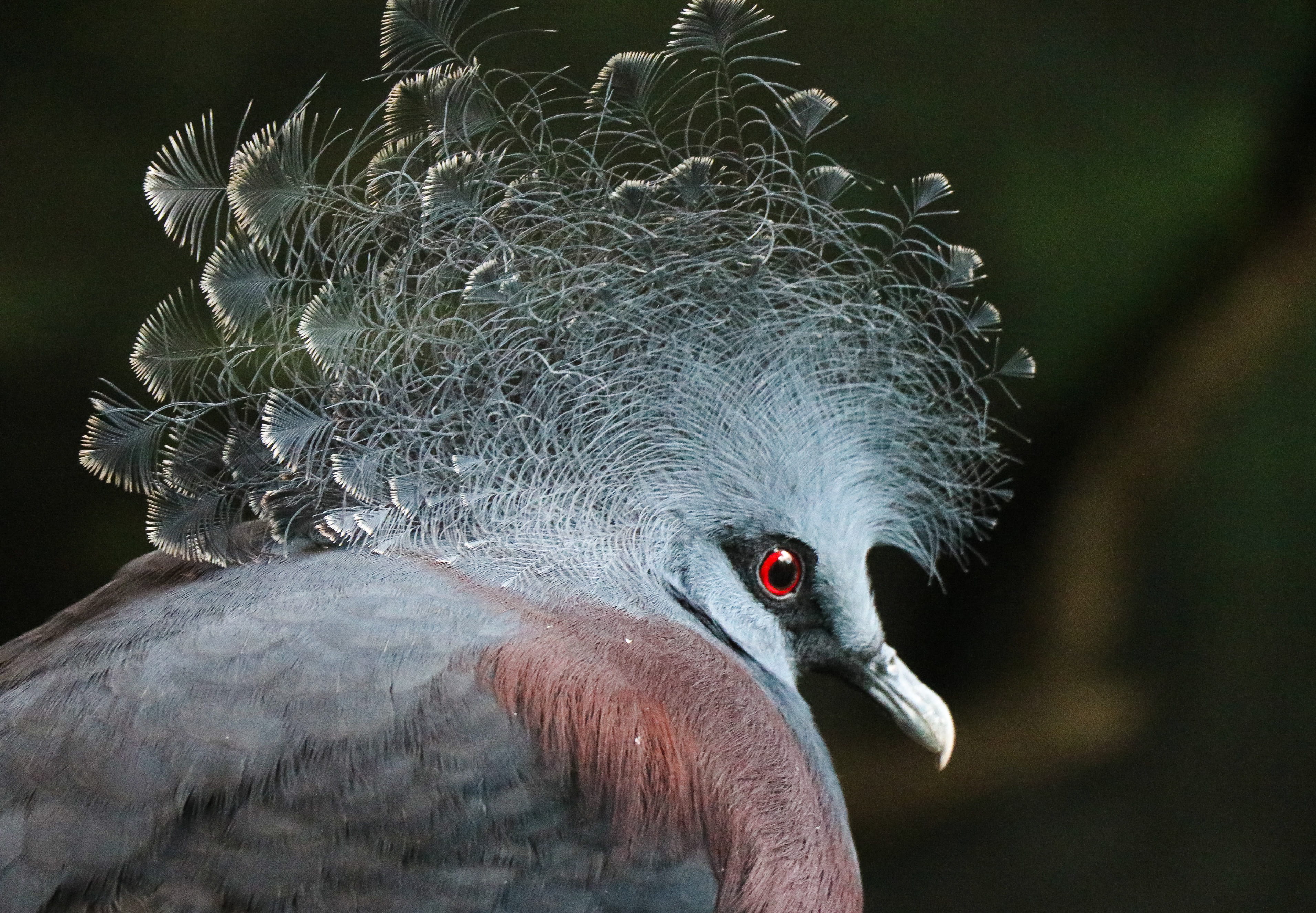 beak, photography, pigeon, outdoors, no people, closeup, 2K, vertebrate, eye, animals crest, crowned, nature, focus on foreground, focus, animal, profile view, HD Wallpaper