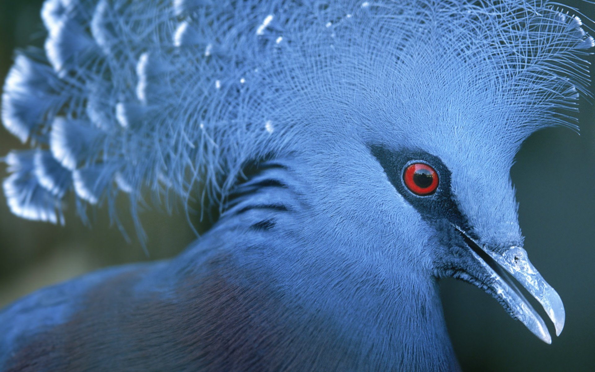 Victoria Crowned Pigeon, 1080P, Birds, HD Wallpaper