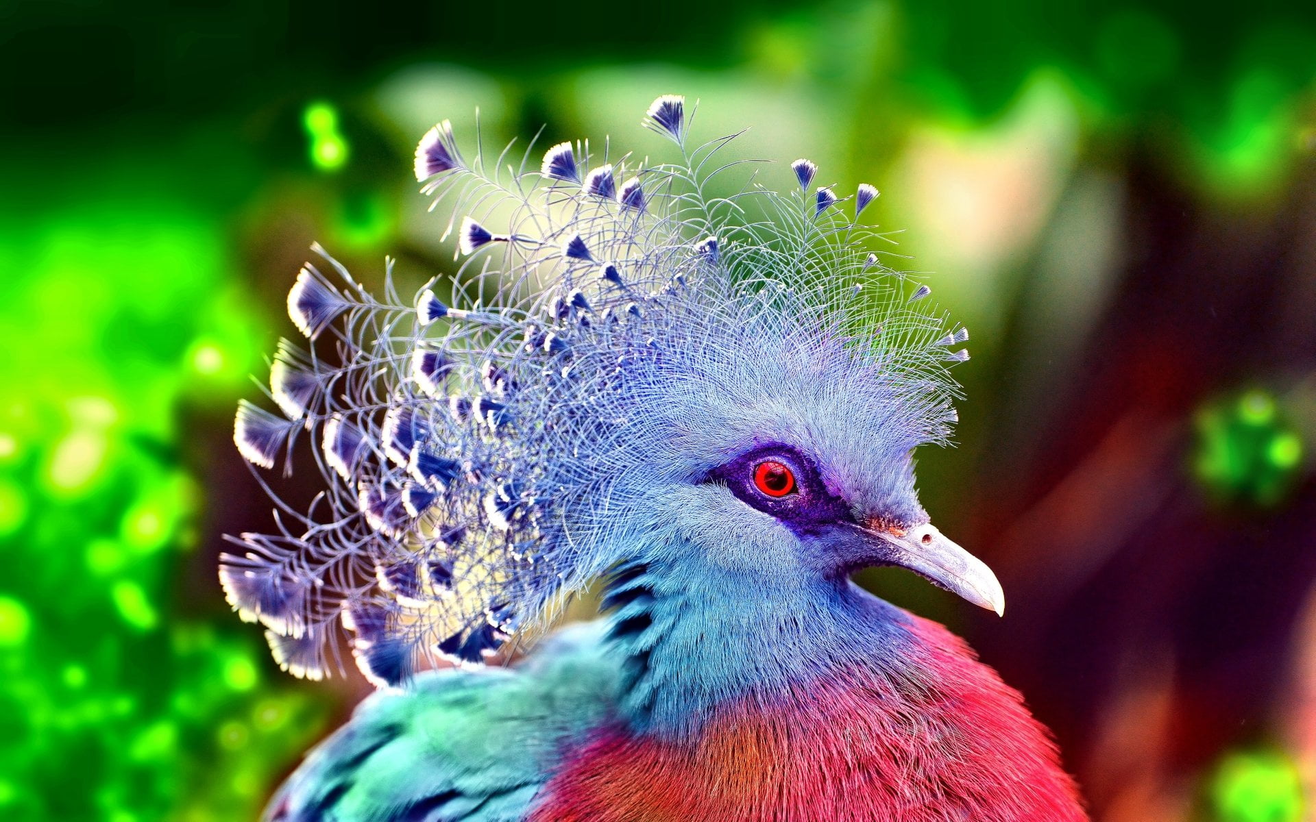 Birds, Pigeon, 1080P, Colorful, animal themes, close-up, focus on foreground, looking, one animal, beauty in nature, animal body part, looking away, Bird, HD Wallpaper