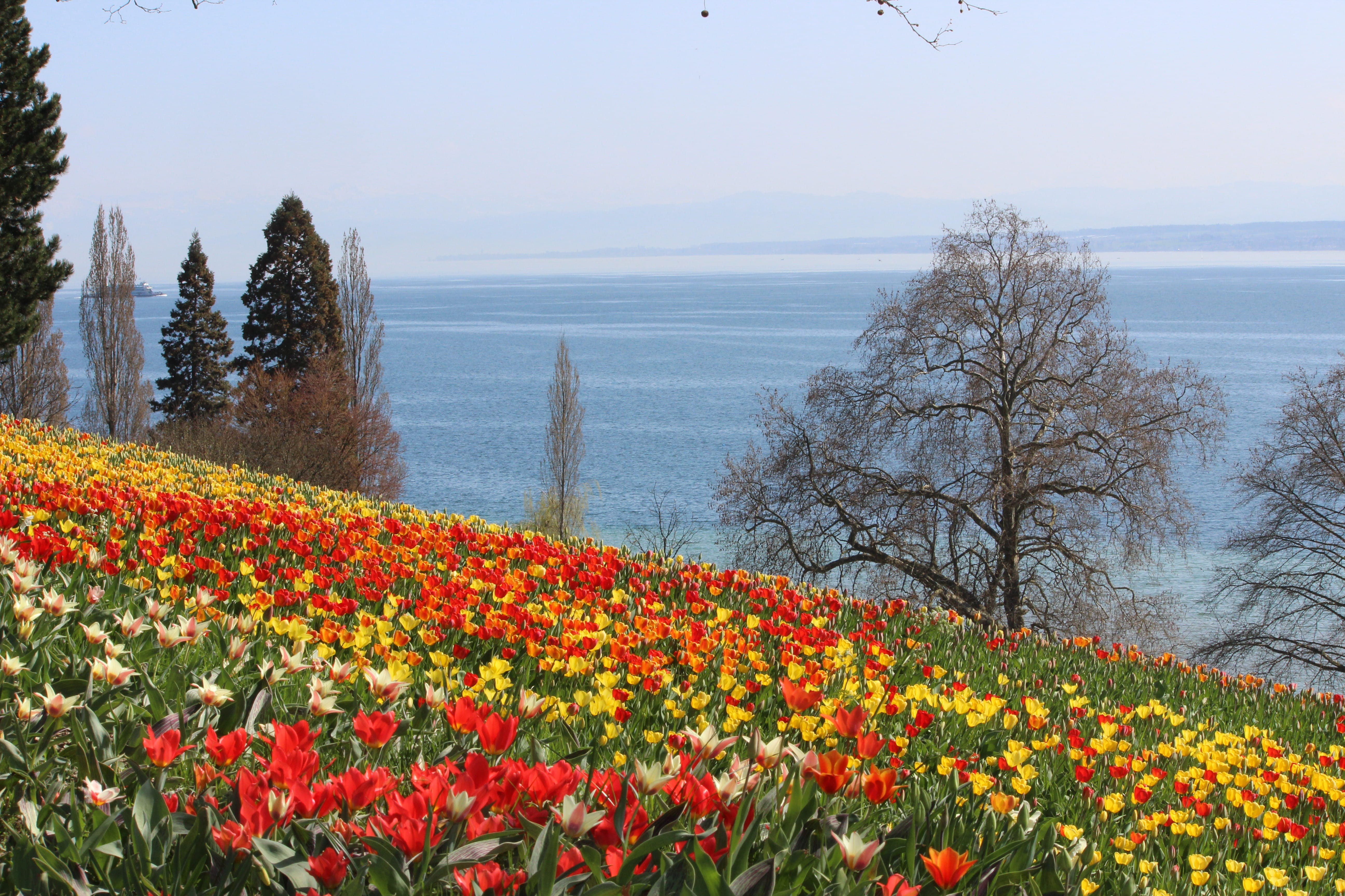 tranquil scene, sea, outdoors, land, freshness, lake, flower head, Spring, scenics - nature, Tulips, yellow, red, scenics, day, vulnerability, sky, 5K, HD Wallpaper