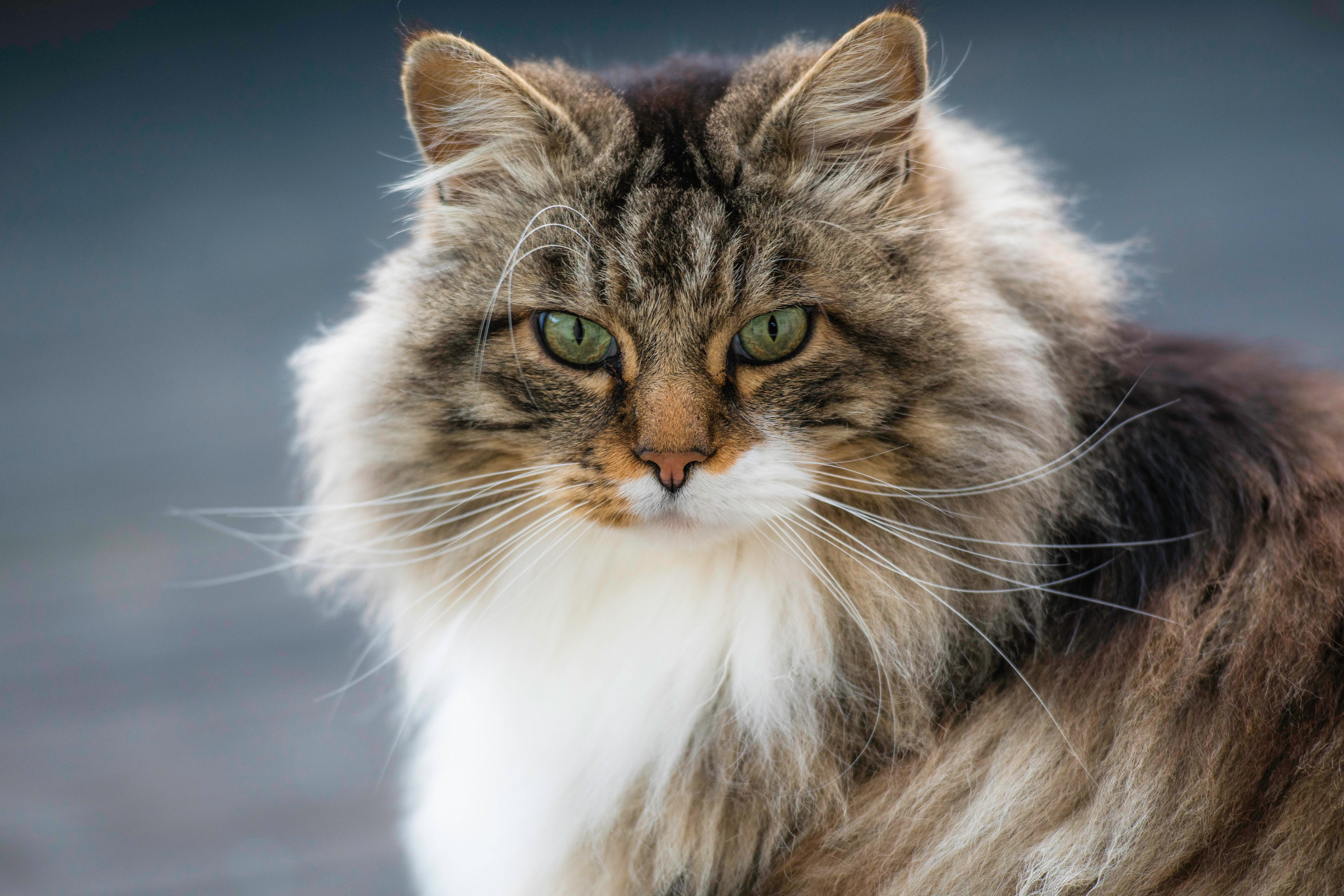 cat, 5K, fluffy, Norwegian forest cat, muzzle, look, portrait, HD Wallpaper