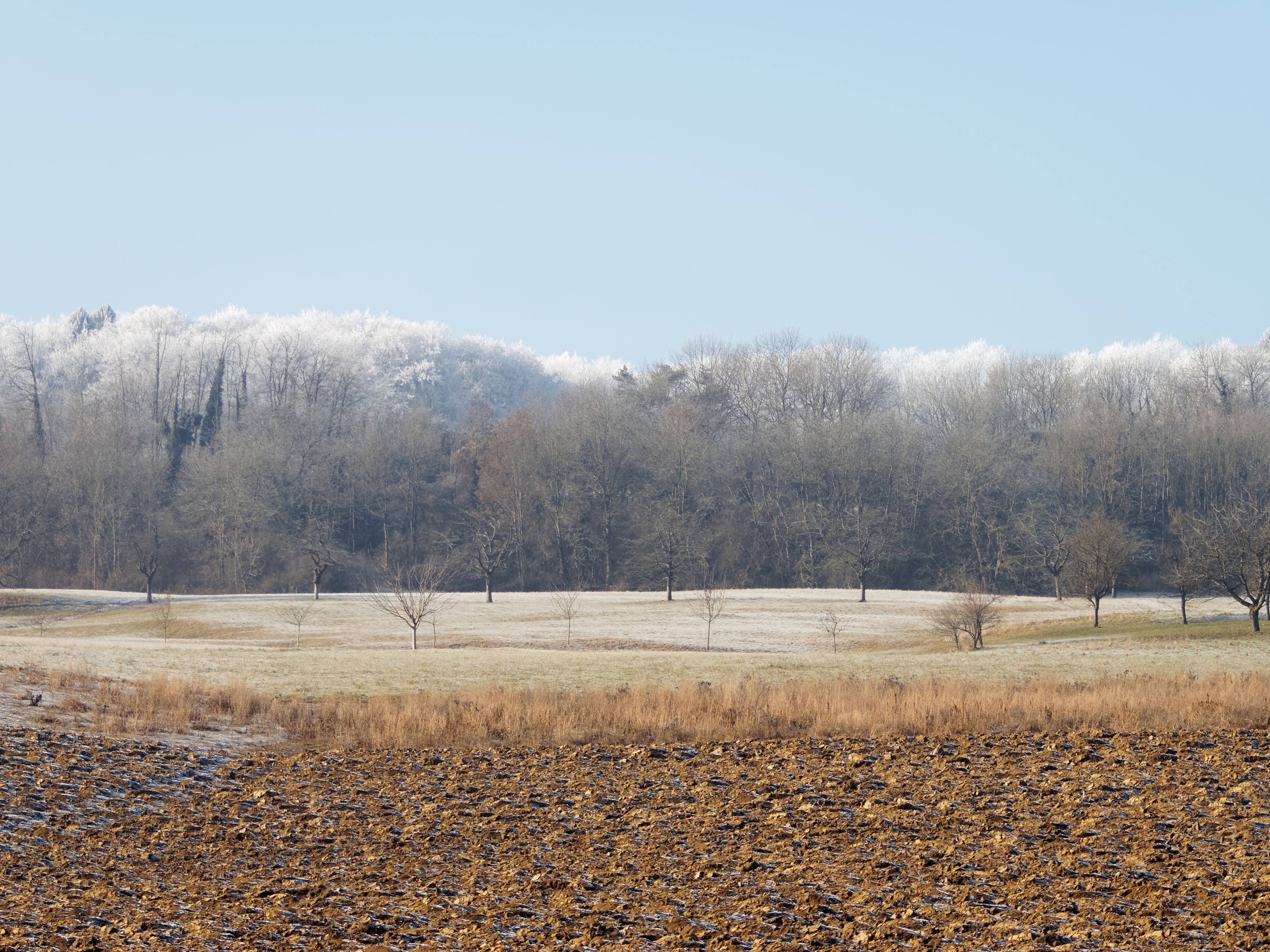 tranquility, rural Scene, tranquil scene, cold, nature, winters, sky, growth, beauty in nature, bare shaft, environment, change, land, clear sky, non-urban scene, HD Wallpaper