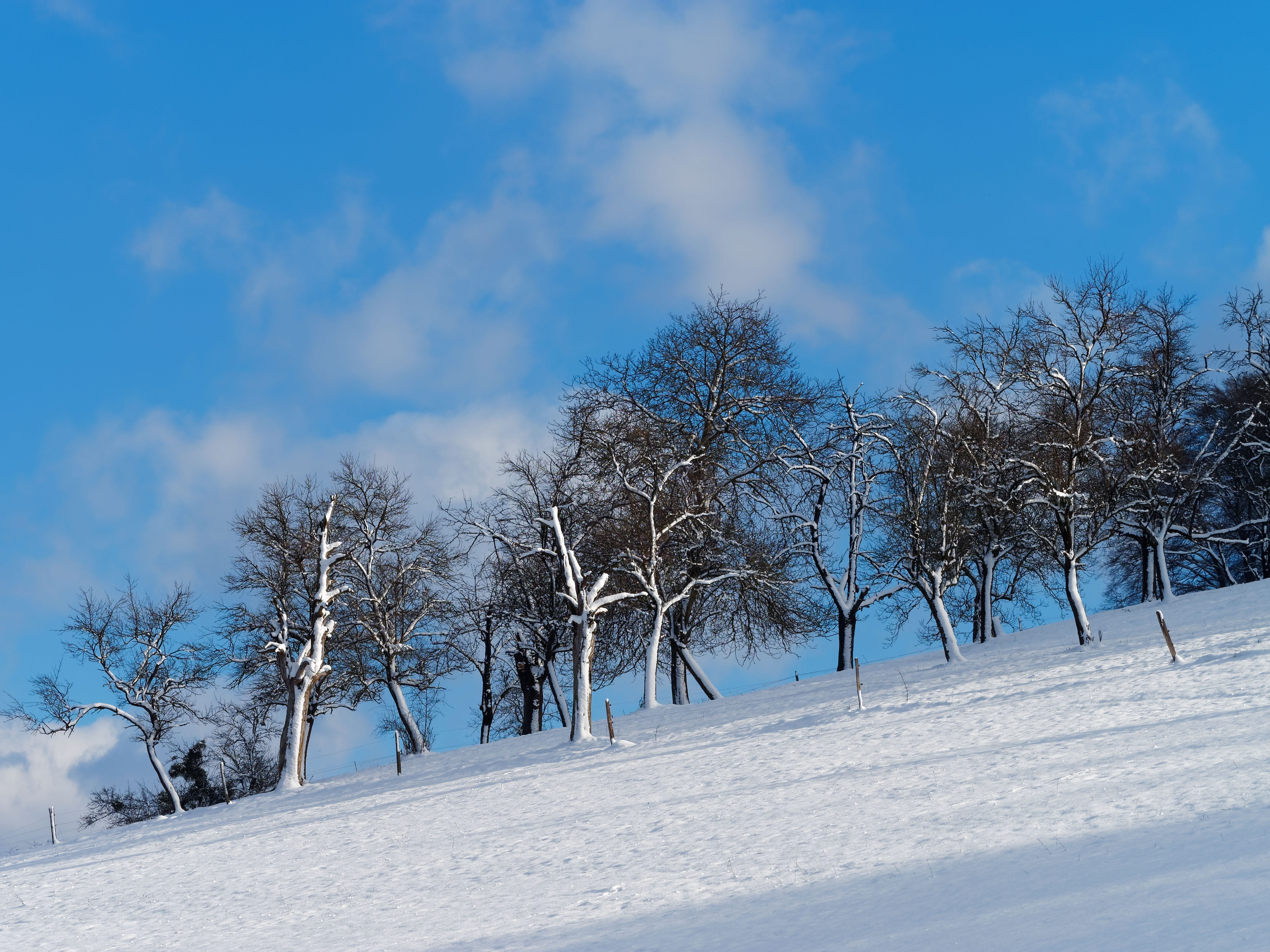 winters, plant, day, environment, hill, covering, snowy landscape, sky, cold, tranquil scene, scenics - nature, nature, tranquility, snow, landscape, field, HD Wallpaper