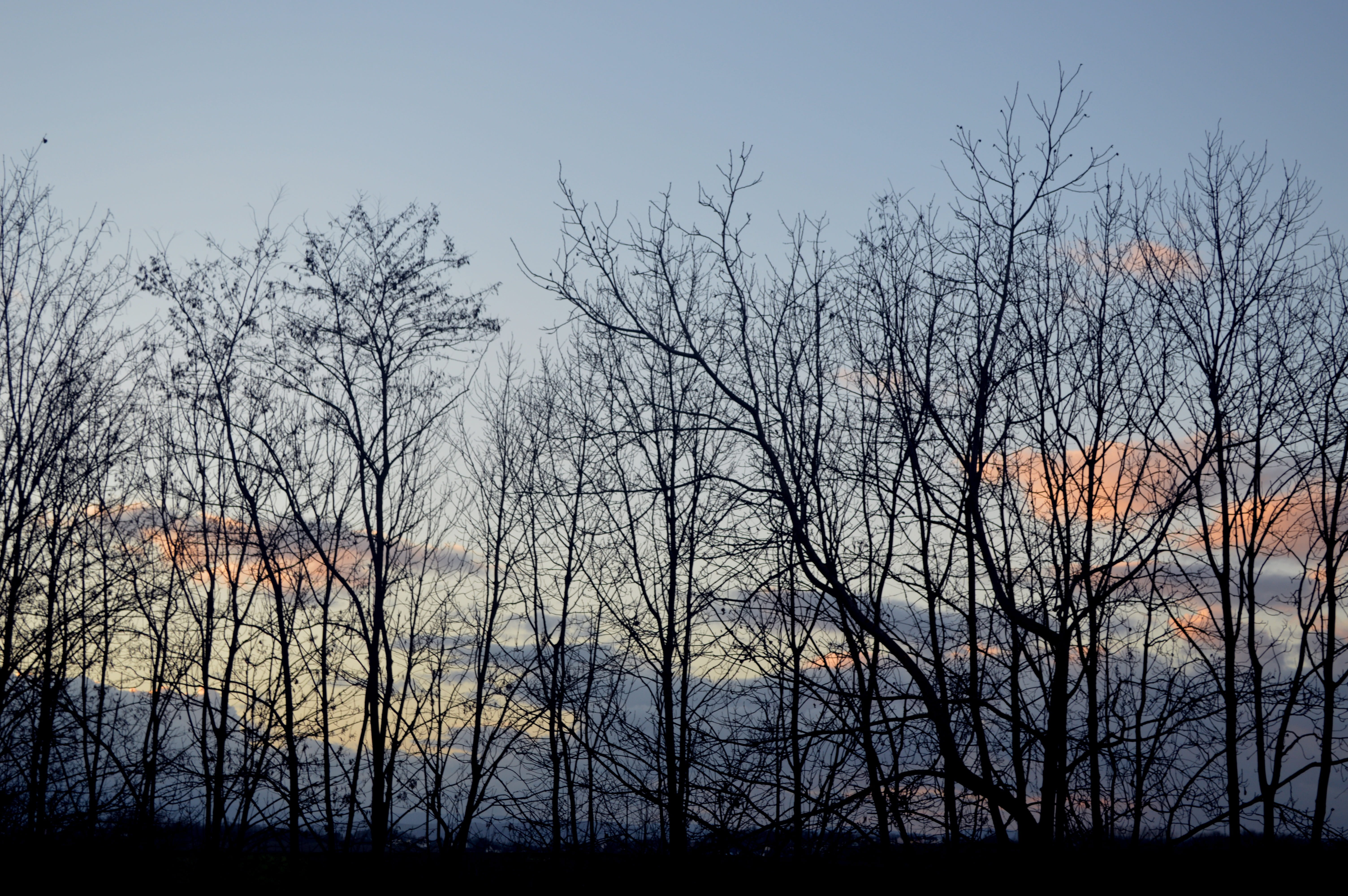 tranquil scene, plant, land, branch, day, woodland, Landscape, winter landscape, Tree, contrast, bare tree, cloud - sky, outdoors, branches, sunset, autumn, HD Wallpaper