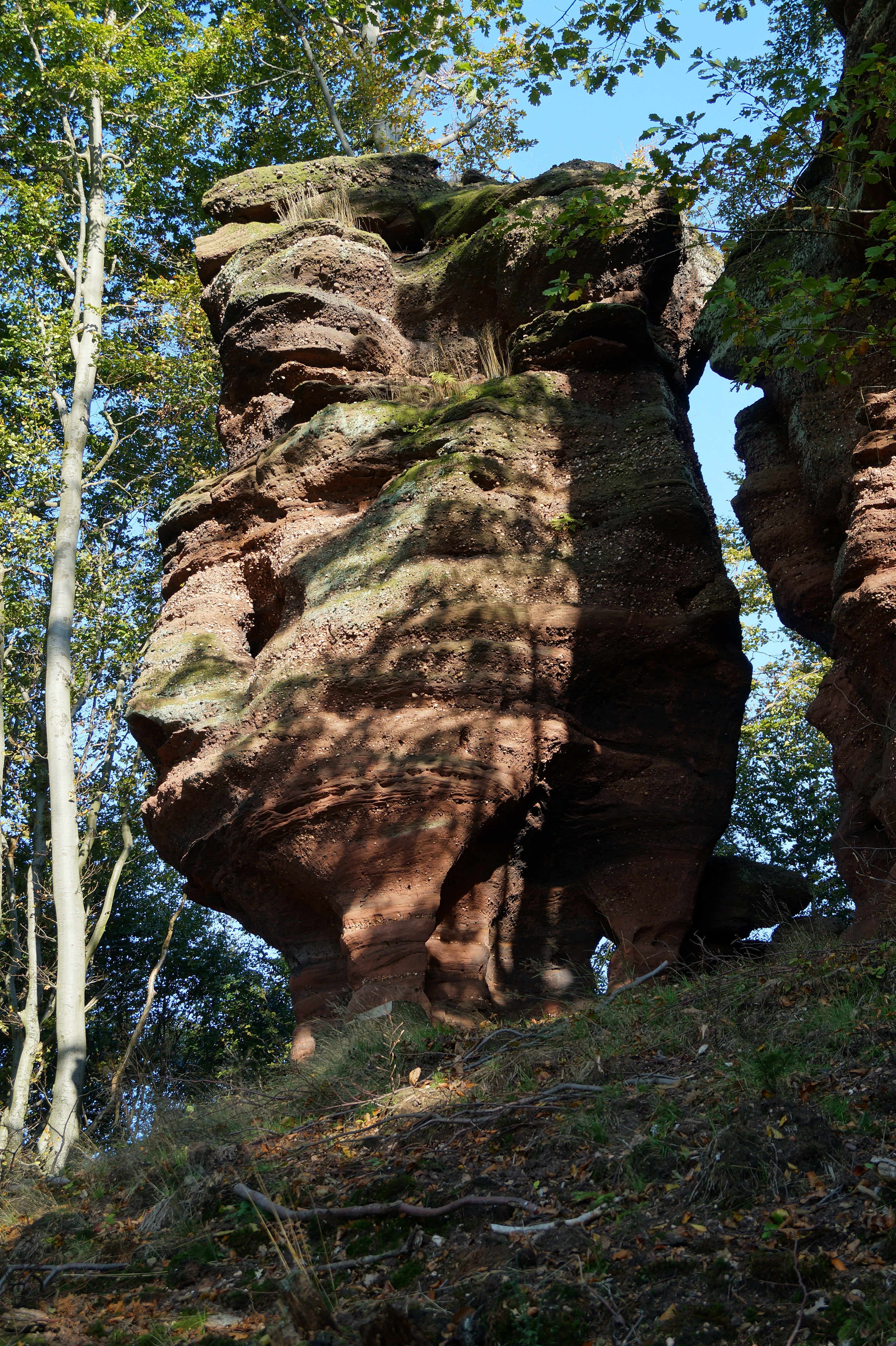eroded, rock formation, tree, rock, alsace, solid, forest, france, day, 5K, plant, sunlight, growth, geology, rock - object, low angle view, nature, vosges north, Phone HD Wallpaper