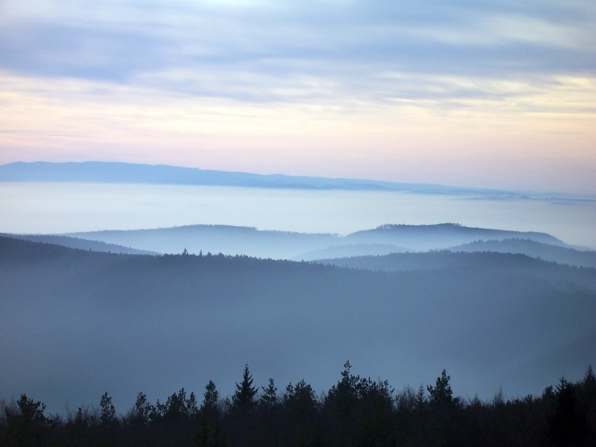 plant, sky, twilight, mist, coniferous tree, land, evergreen tree, tranquil scene, landscape, mountain, morning, vosges north, fog, alsace, tree, 1080P, HD Wallpaper
