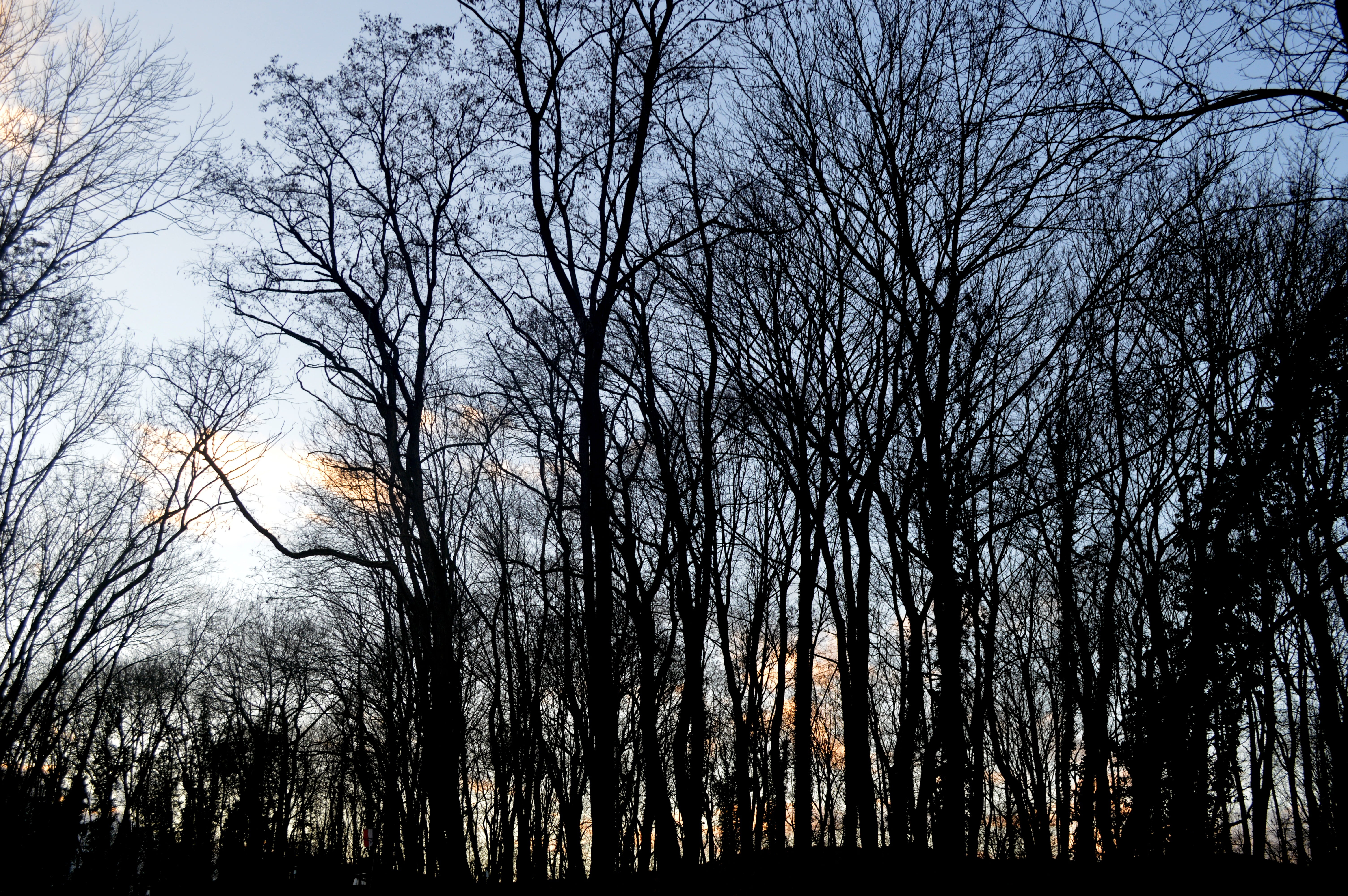 outdoors, trees, non-urban scene, sky, forest, tranquility, woodland, 5K, branch, nature, treelined, low angle view, tree trunk, wood, tranquil scene, HD Wallpaper