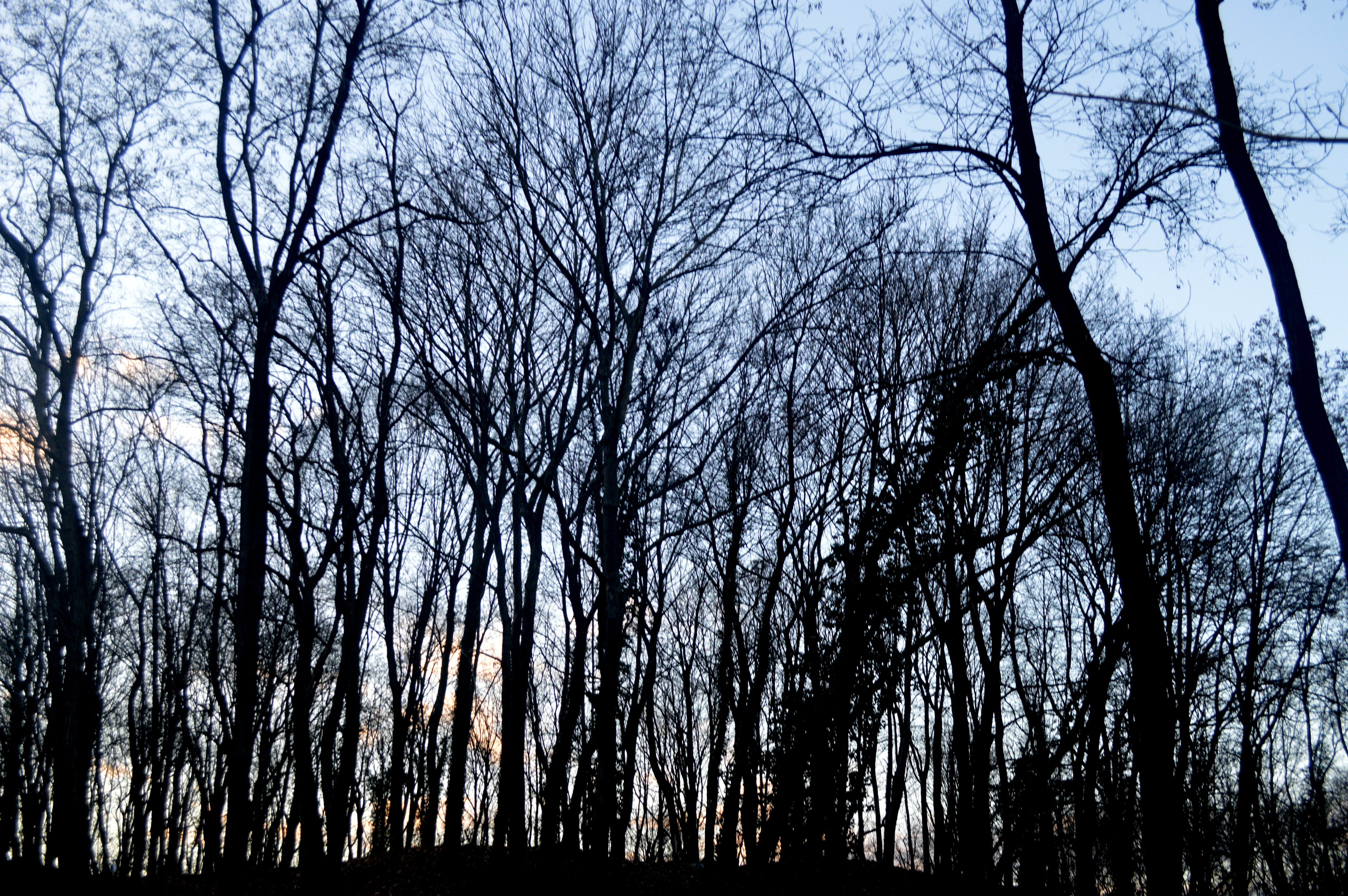branch, tree trunk, beauty in nature, 5K, silhouette, plant, tranquility, scenics - nature, alsace, no people, forest, low angle view, trees, nature, tree, HD Wallpaper