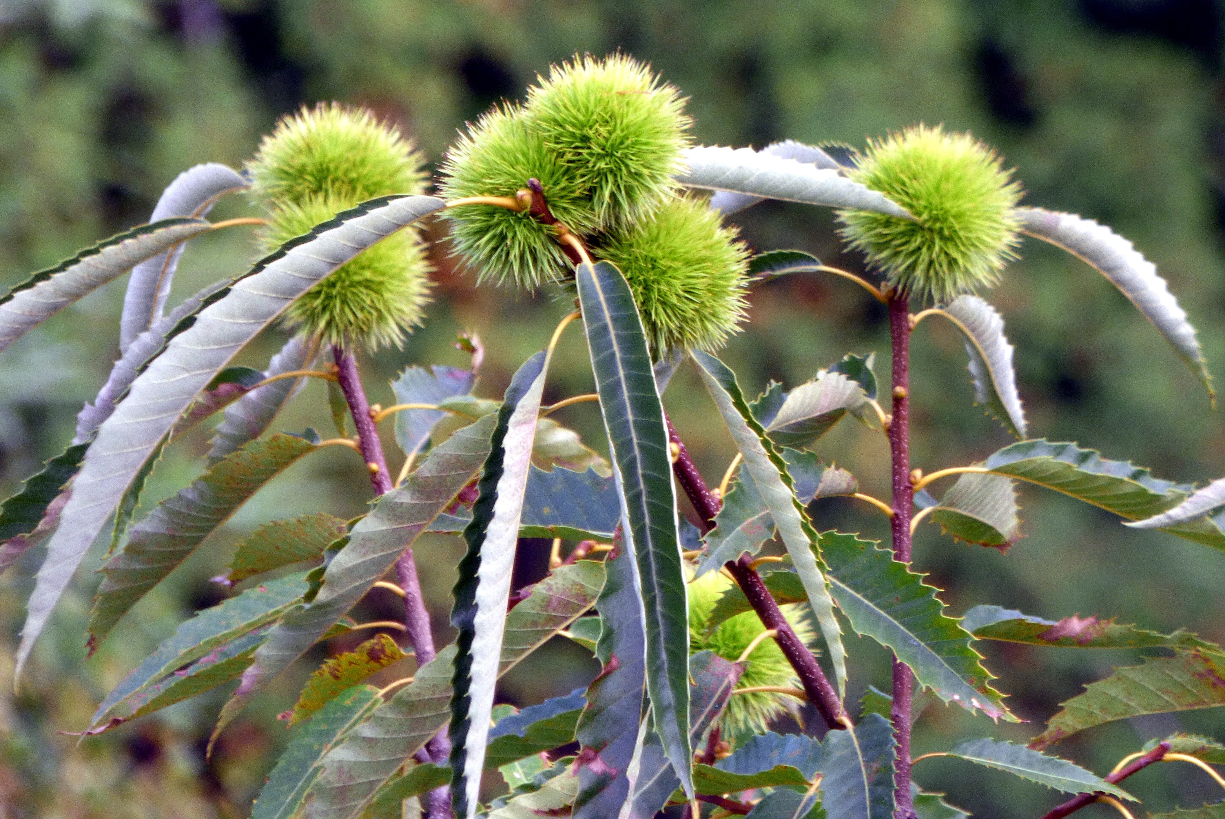 flower, chestnuts, mountain, no people, plant, close-up, spiked, thorn, france, succulent plant, forest, growth, trees, freshness, green color, day, focus on foreground, HD Wallpaper