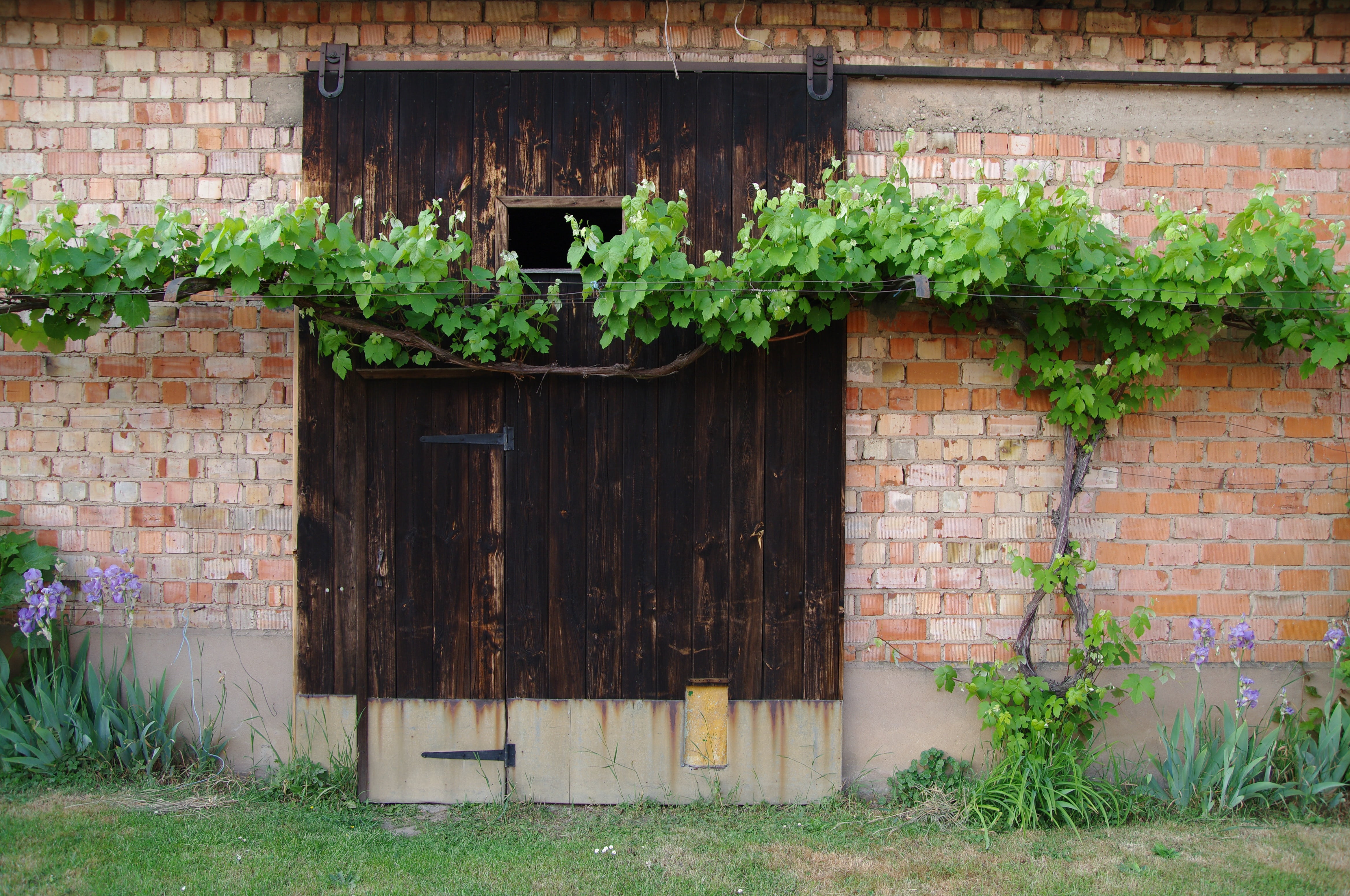 entrance, old houses, facade, vine, nature, day, wall - building feature, old, lower rhine, door, no people, france, abandoned, brick, barn door, village, HD Wallpaper