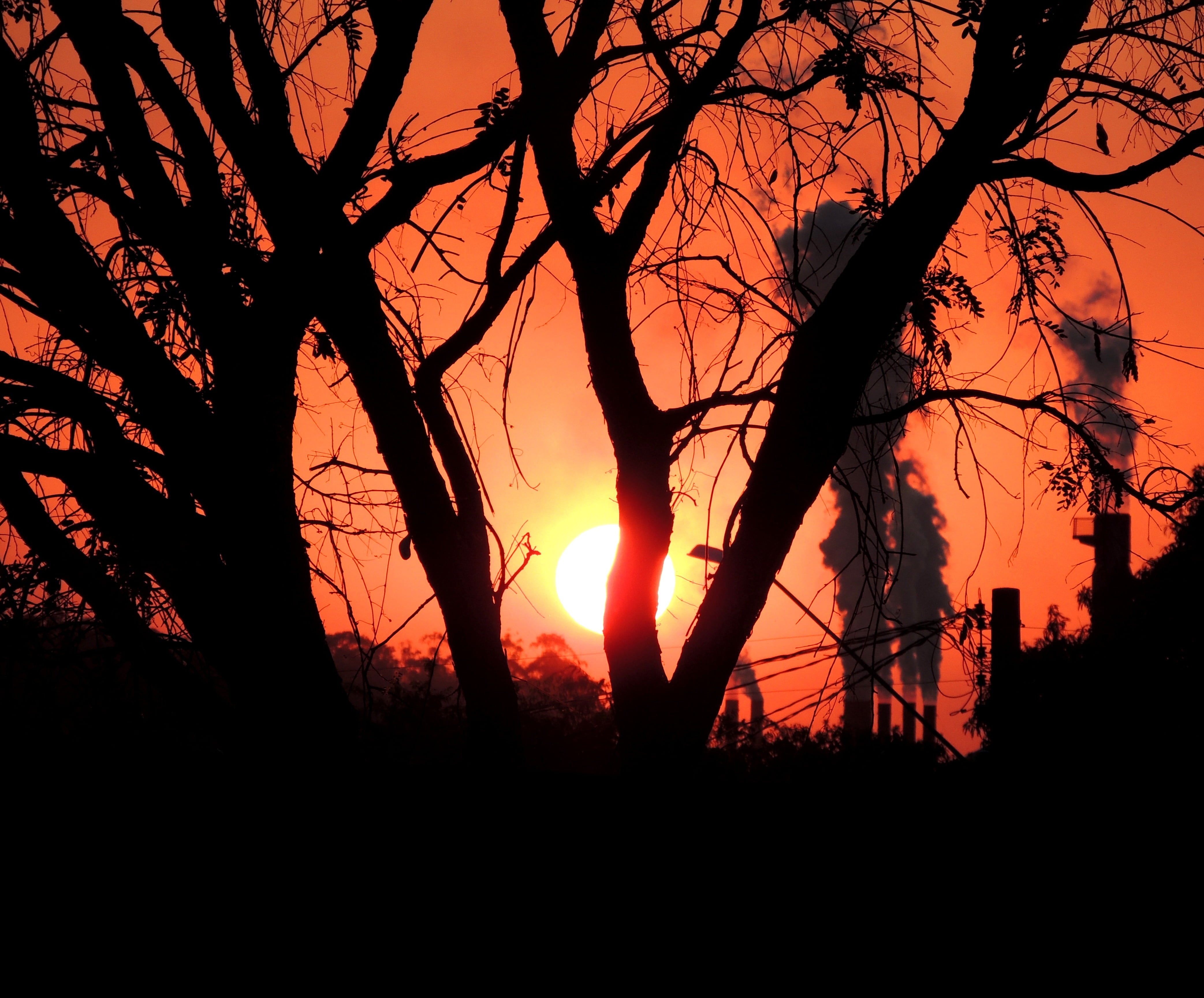 sky, nature, plant, 4K, no people, trunk, tree, outdoors, sunset, silhouette, pollution, orange color, against light, bare tree, tranquility, beauty in nature, HD Wallpaper
