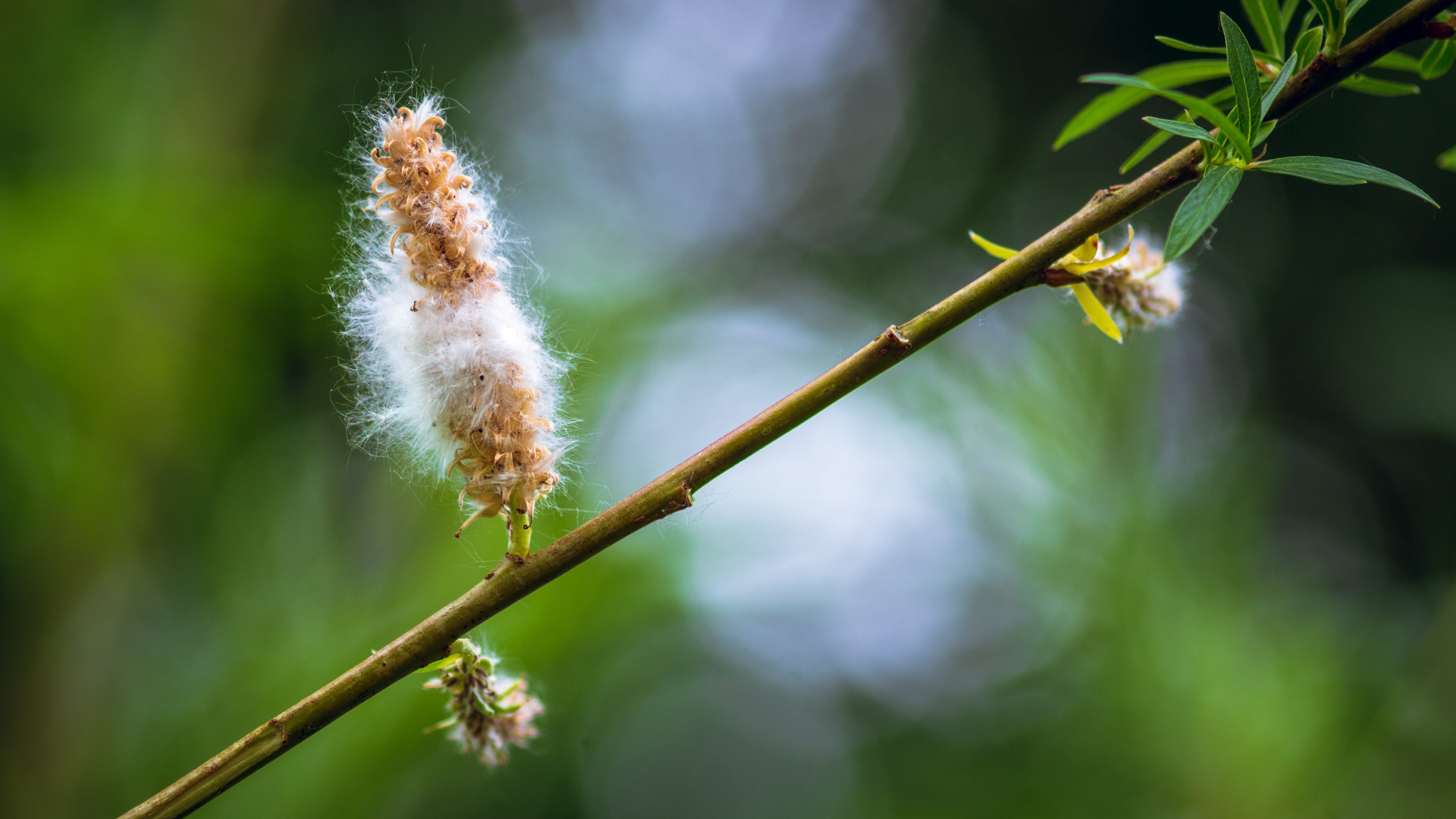plant, outdoors, branches, flower, growth, no people, nature, focus on foreground, line, close-up, vulnerability, bokeh, day, kittens, plant stem, branch, HD Wallpaper