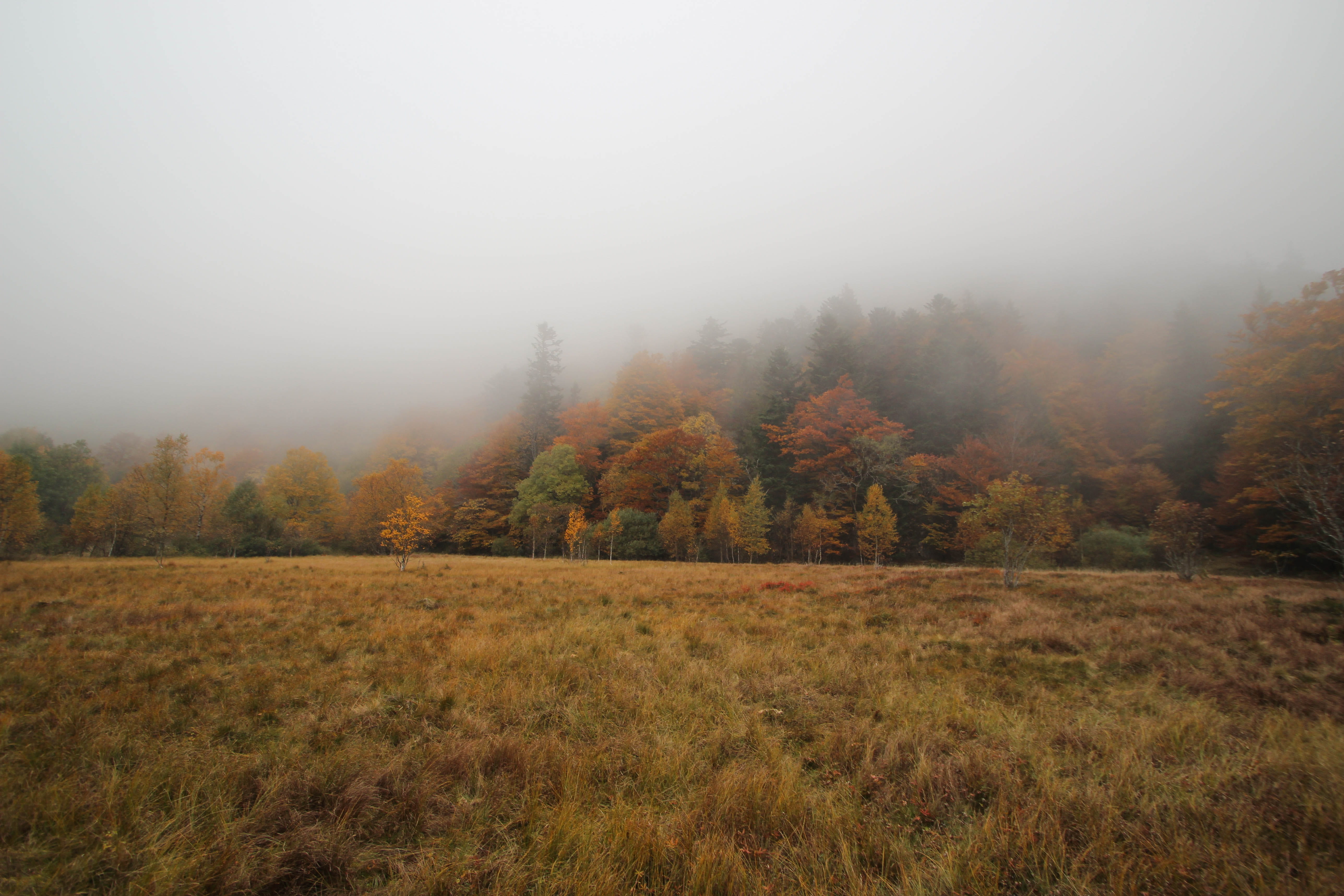 non-urban scene, change, grass, outdoors, parc naturel régional des ballons des vosges, tree, land, beauty in nature, scenics - nature, nature, colours, HD Wallpaper
