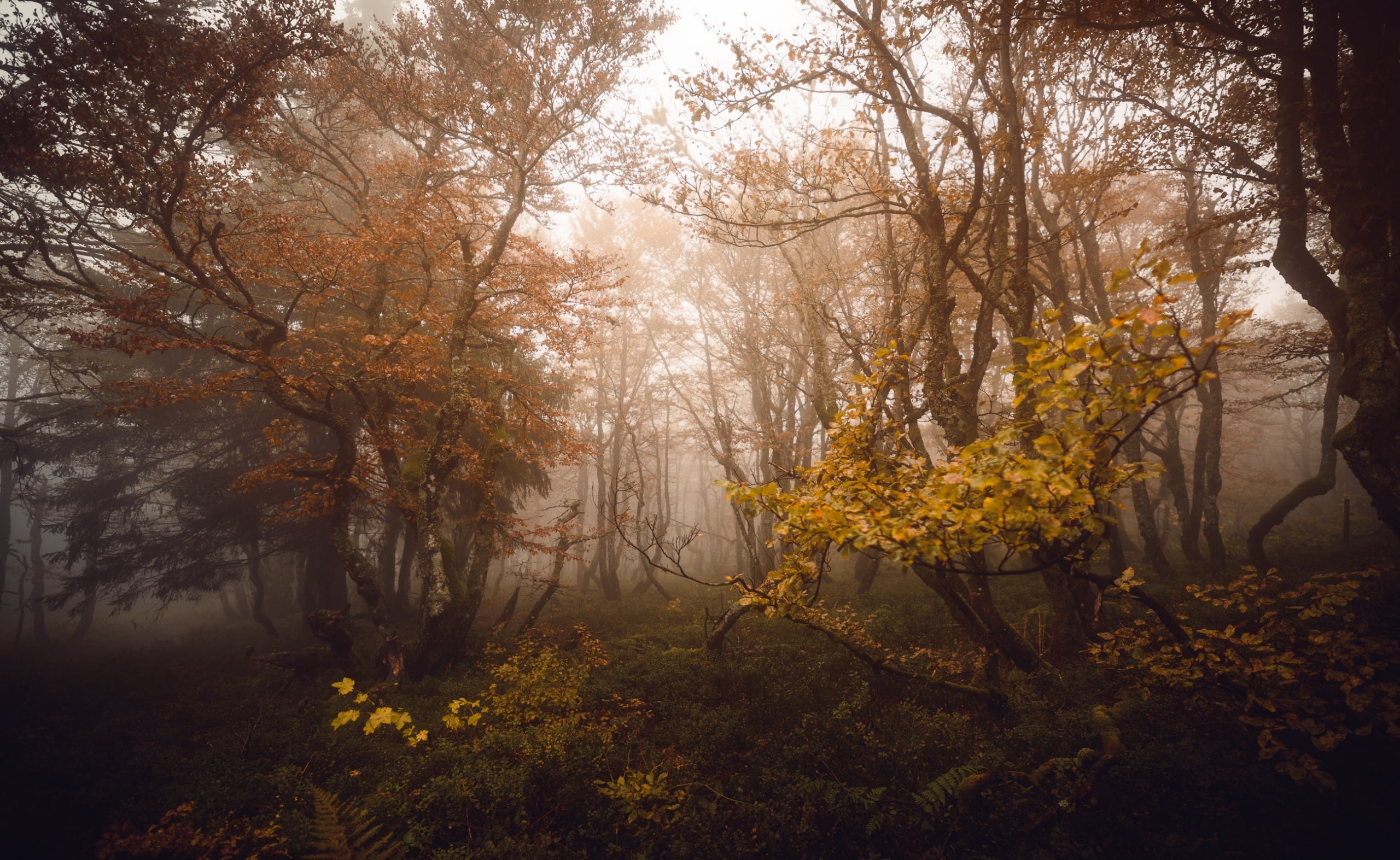 Morning, Deciduous, Mist, Forest, Autumn, Hautes Vosges, Nature, Foggy, Natural light, 2K, Vosges, October, Trees, Mountain, Colors, Forests, humidity, HD Wallpaper