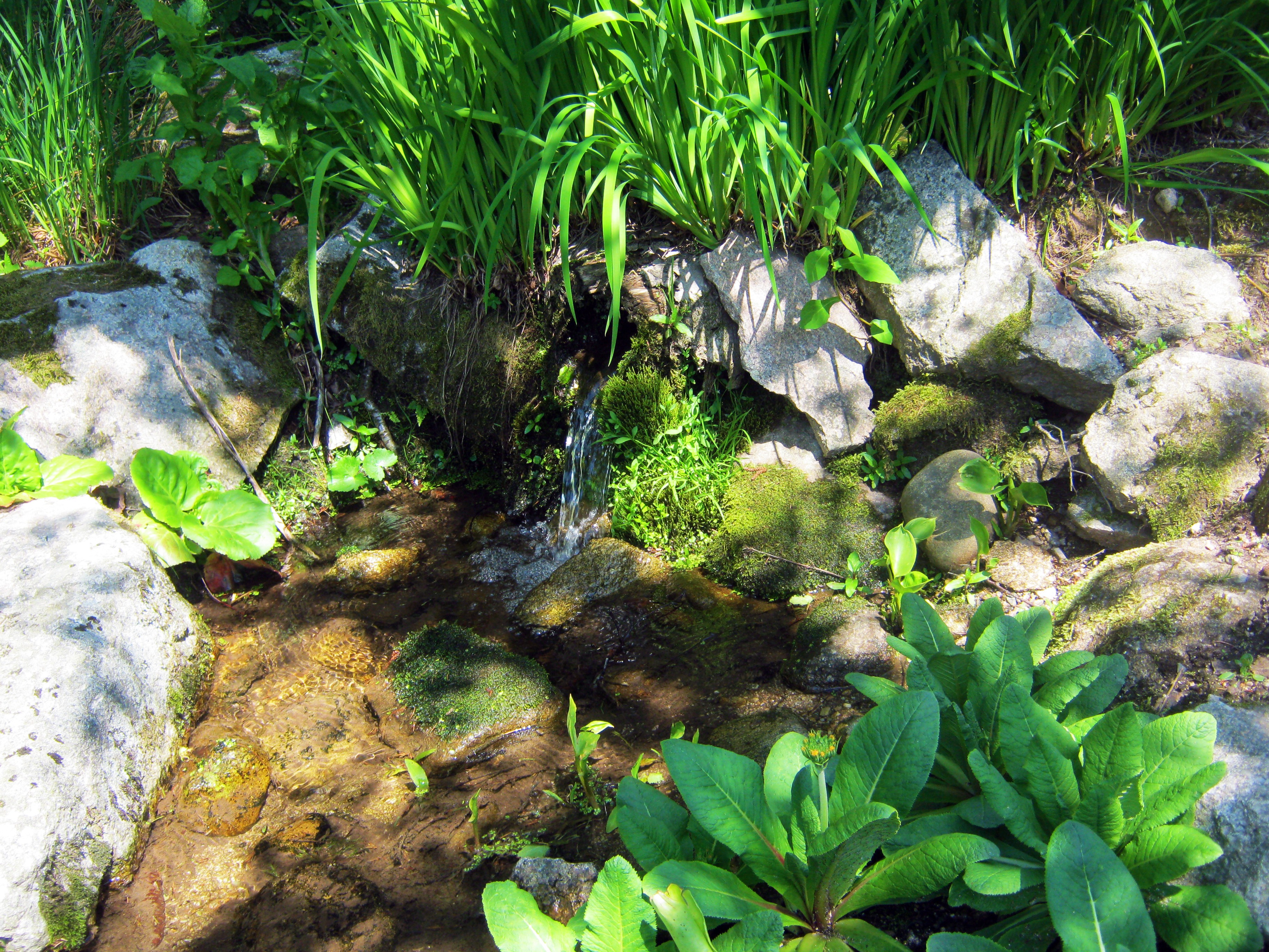 no people, growth, outdoors, day, bach, rock, forest, solid, vosges, stream - flowing water, plant part, beauty in nature, leaf, flowing water, flowing, HD Wallpaper