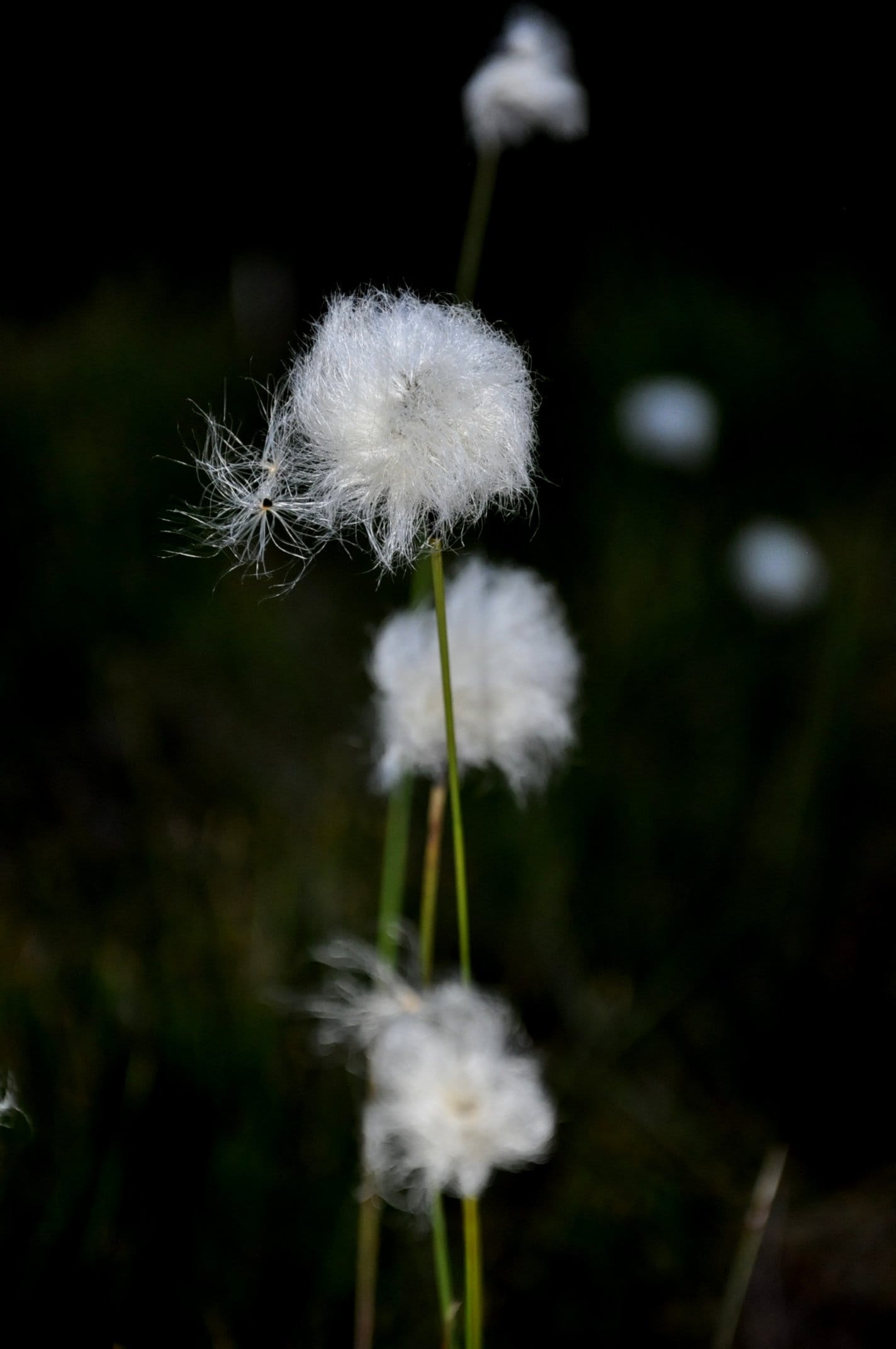 outdoors, no people, growth, fragility, cotton plant, flower, softness, nature, plant stem, bog, flower head, inflorescence, plant, cotton grass, freshness, Phone HD Wallpaper