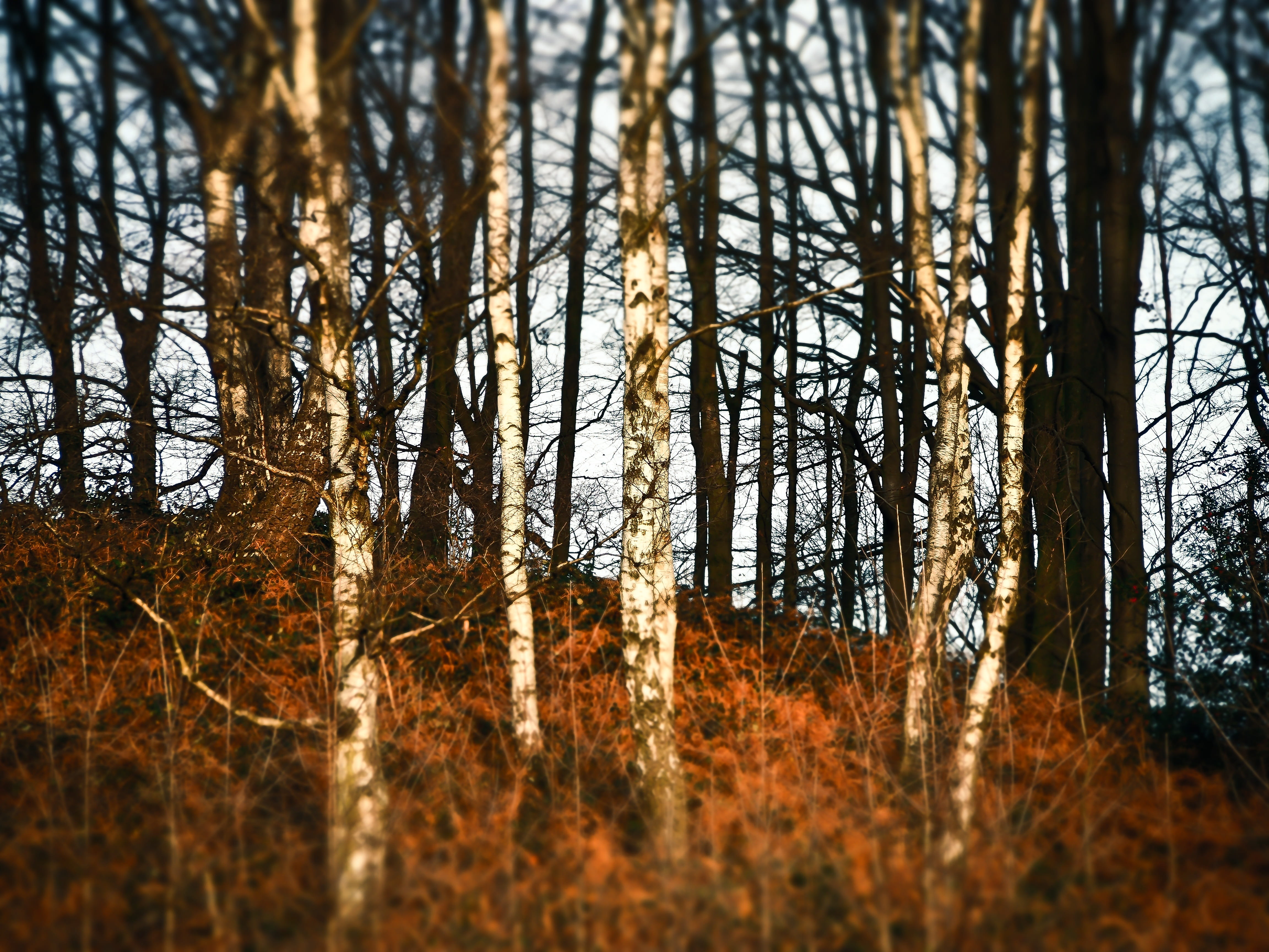 day, 4K, land, nature, miniature effect, mood, tree trunk, outdoors, branch, tilt shift, environment, tree, growth, trees, landscape, forest, change, plant, HD Wallpaper