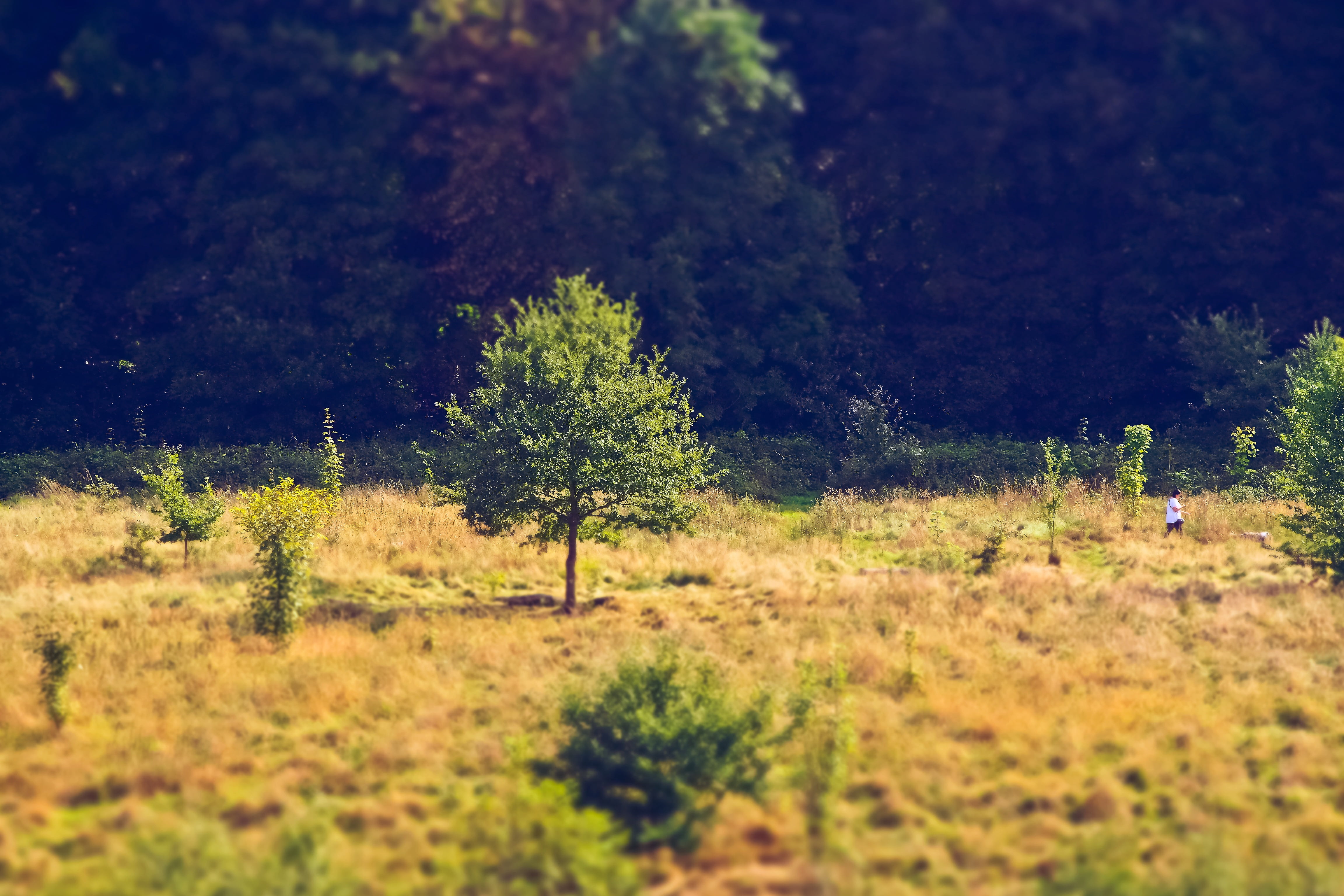 walk, tranquility, tranquil scene, nature, miniature effect, tilt shift, lighting, scenics - nature, light, plant, forests, back light, day, morning, outlook, HD Wallpaper
