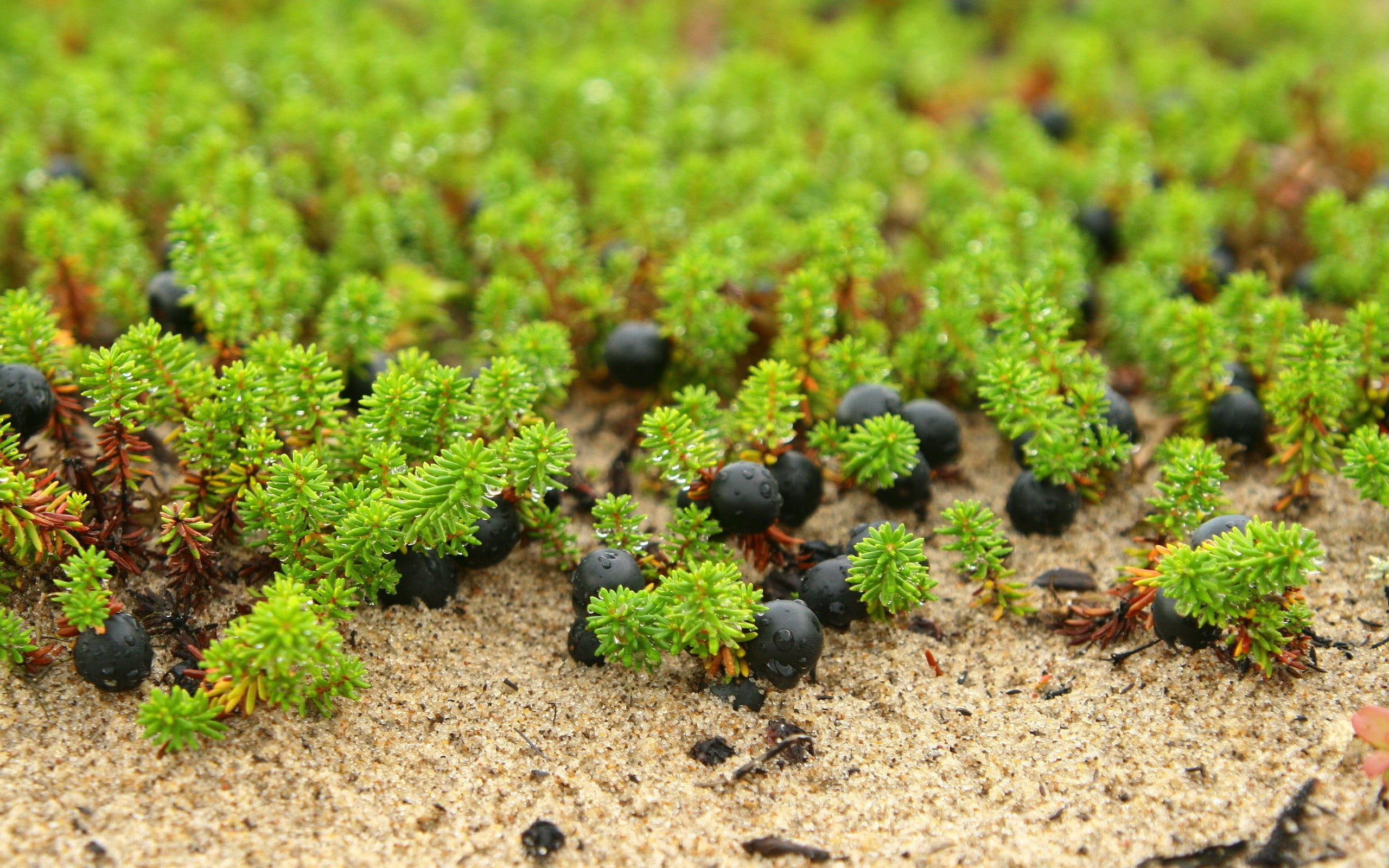 field, berries, farm, green Color, beauty in nature, plant, day, freshness, nature, formal Garden, flower, blueberries, sand, gardening, vegetable, small, HD Wallpaper