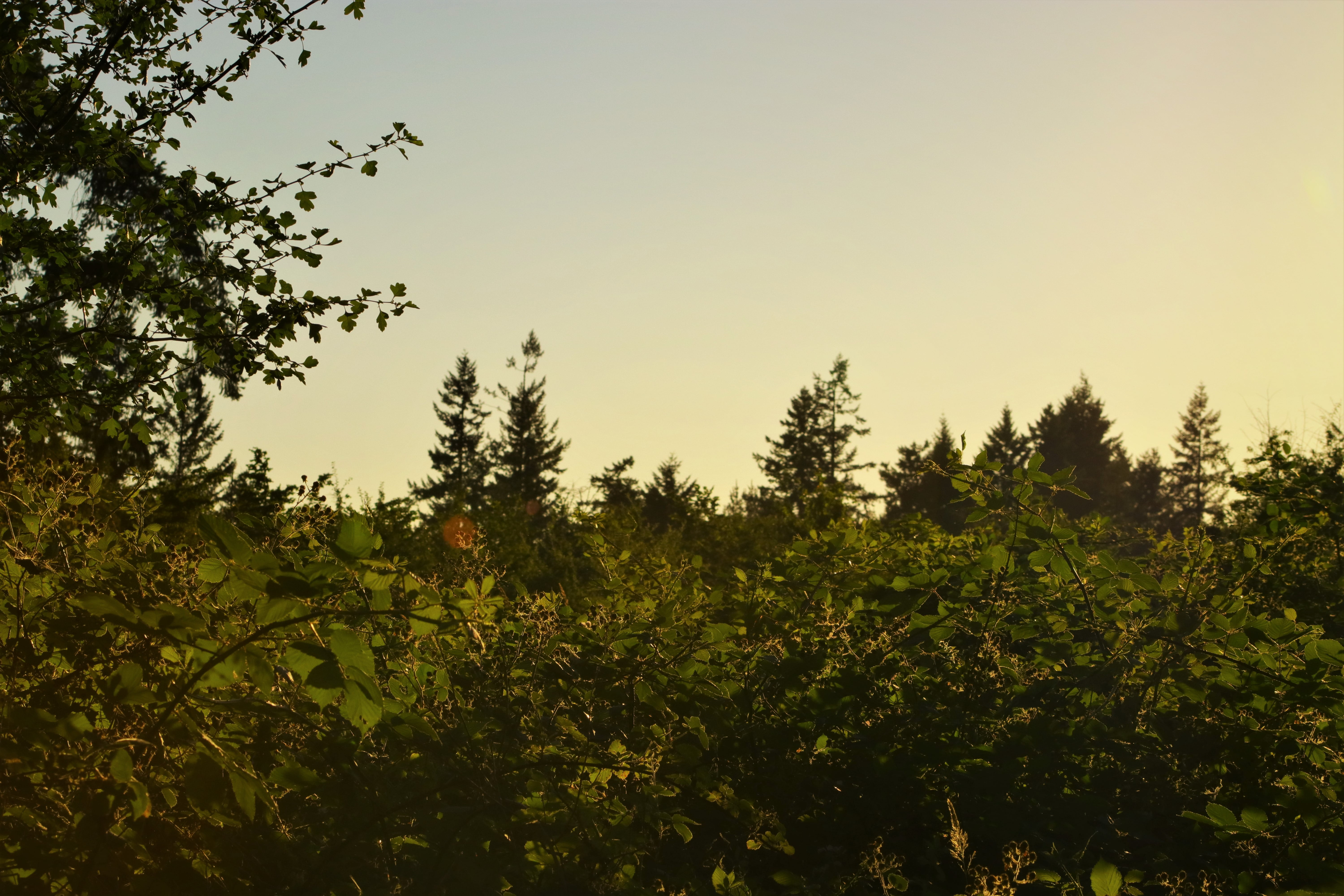 clear sky, nature, 5K, leaf, low angle view, non-urban scene, land, plant part, scenics - nature, leaves, blackberry, tree, day, growth, plant, plants, HD Wallpaper