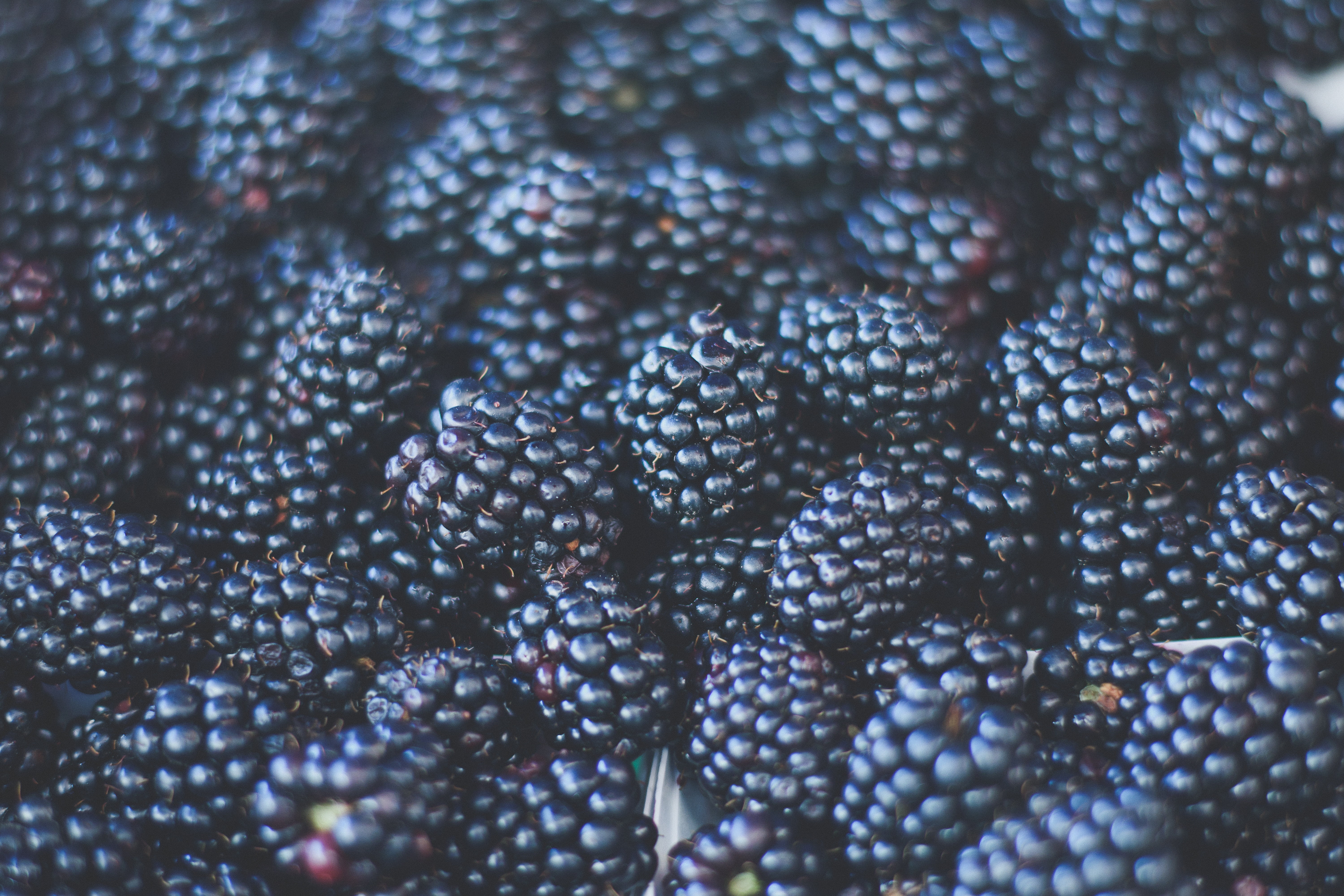 black, large group of objects, raw Food, berries, vegetarian Food, healthy Eating, black Color, blackberries, abundance, gourmet, berry fruit, blackberry, HD Wallpaper