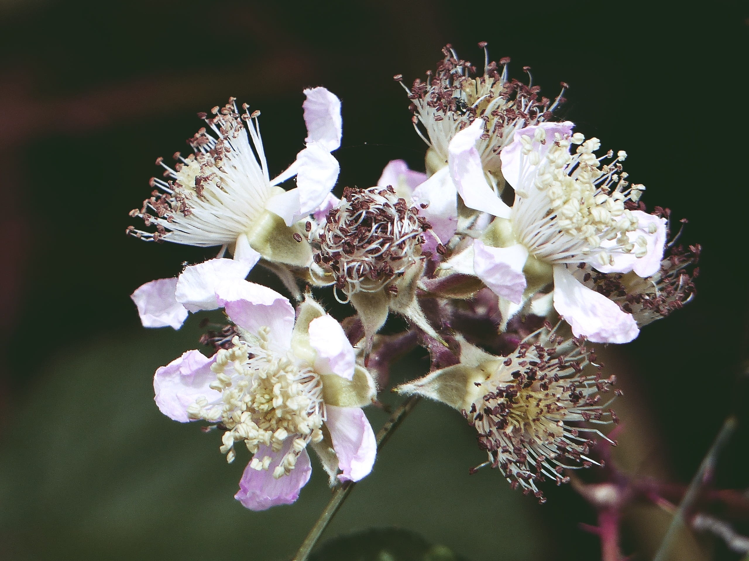 inflorescence, flower head, garden, petal, blackberry blossom, freshness, vulnerability, nature, no people, summer, berry, springtime, white color, pollen, HD Wallpaper