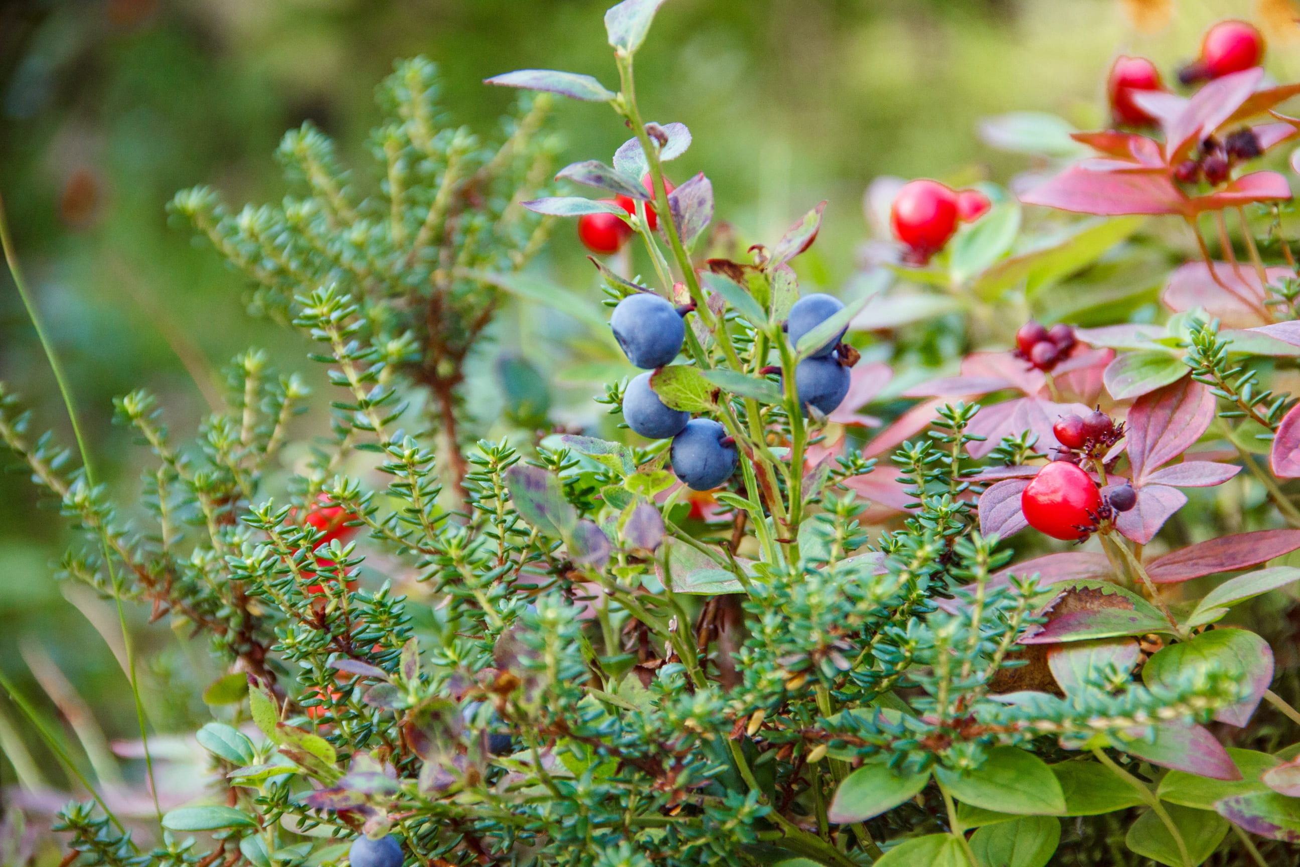 berry fruit, selective, close-up, freshness, plant part, selective focus, plant, blueberries, russia, photography, leaf, winemaking, growth, tree, stone bramble, HD Wallpaper